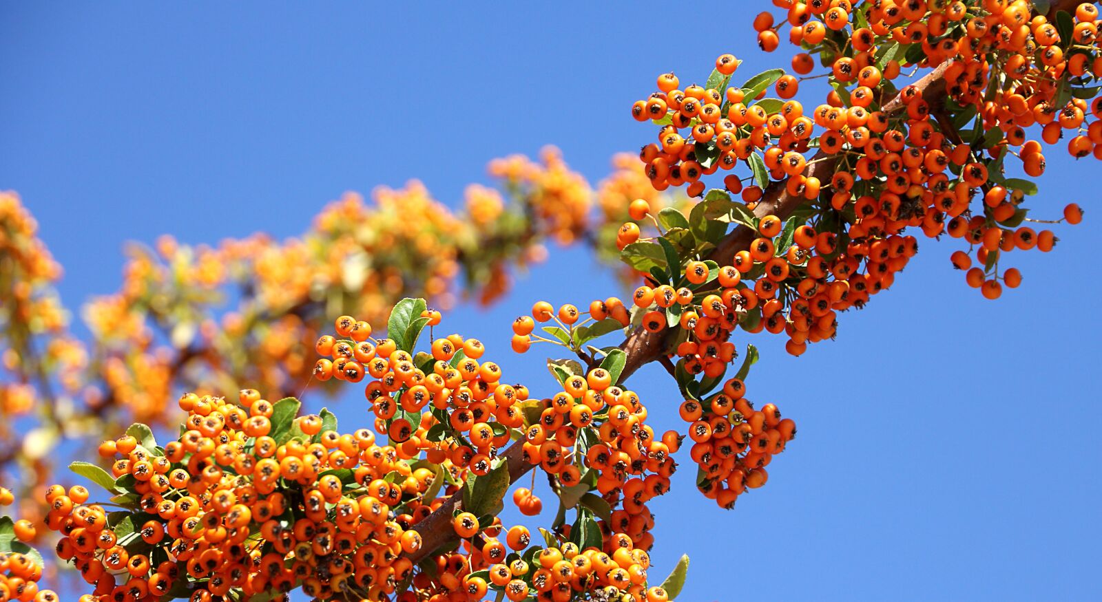 Canon EOS 550D (EOS Rebel T2i / EOS Kiss X4) sample photo. Sea buckthorn, plant, orang photography