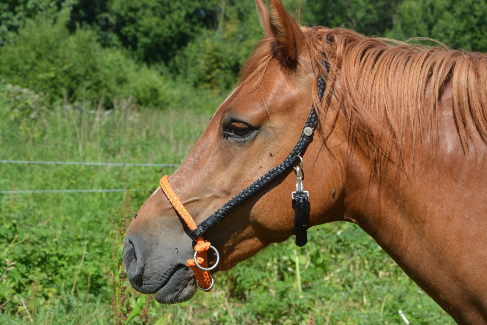 Nikon D5200 sample photo. Horse, head, profile photography