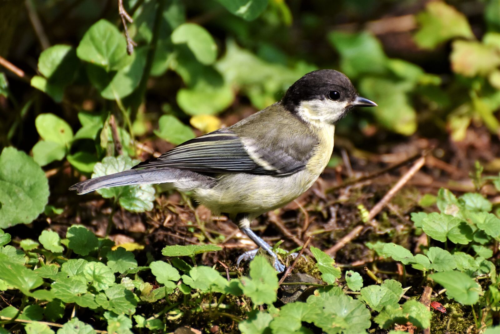 Nikon D7200 sample photo. Tit, songbird, small bird photography