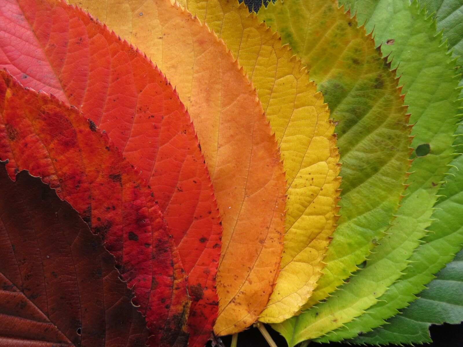 Canon PowerShot SX710 HS sample photo. Autumn leaves, fall leaves photography