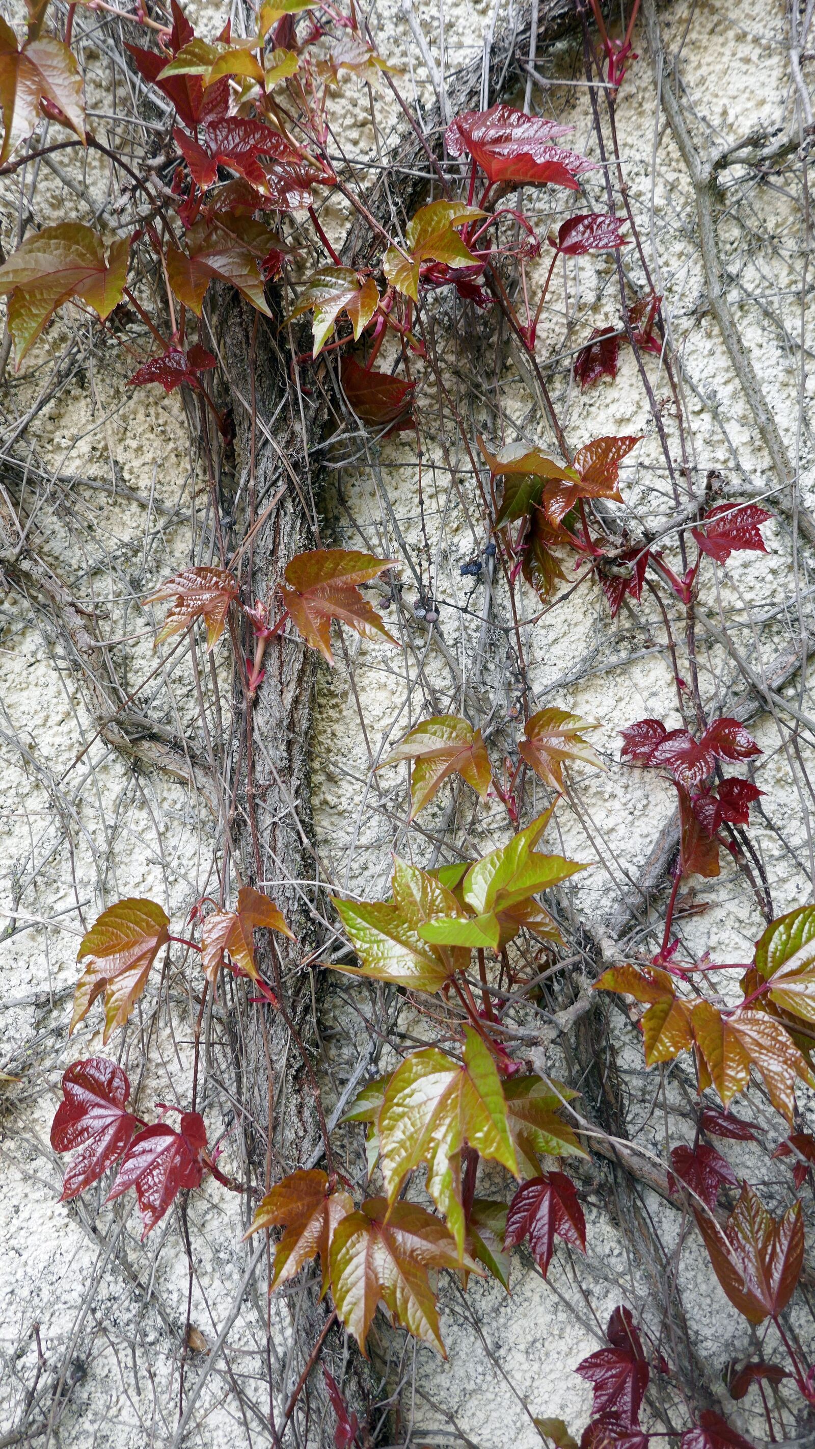 Panasonic DMC-TZ101 sample photo. Fern, wall, entwine photography