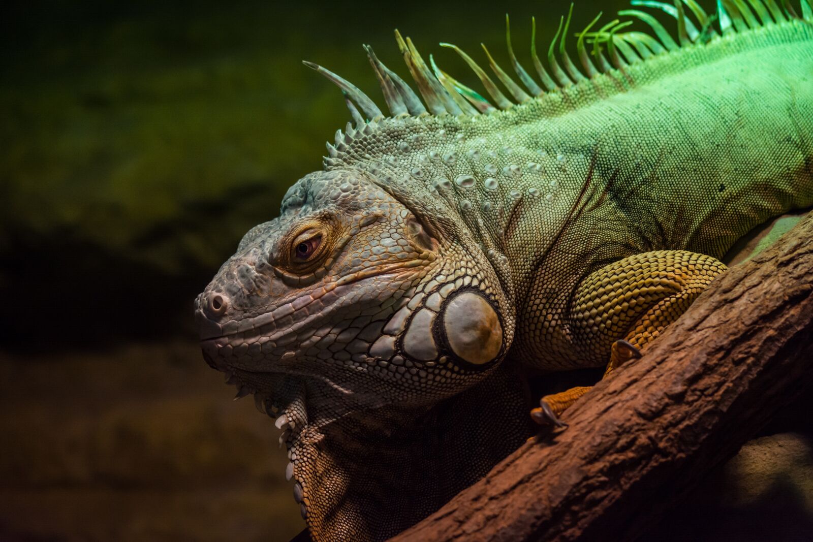 Nikon D5200 sample photo. Lizard, flakes, green photography