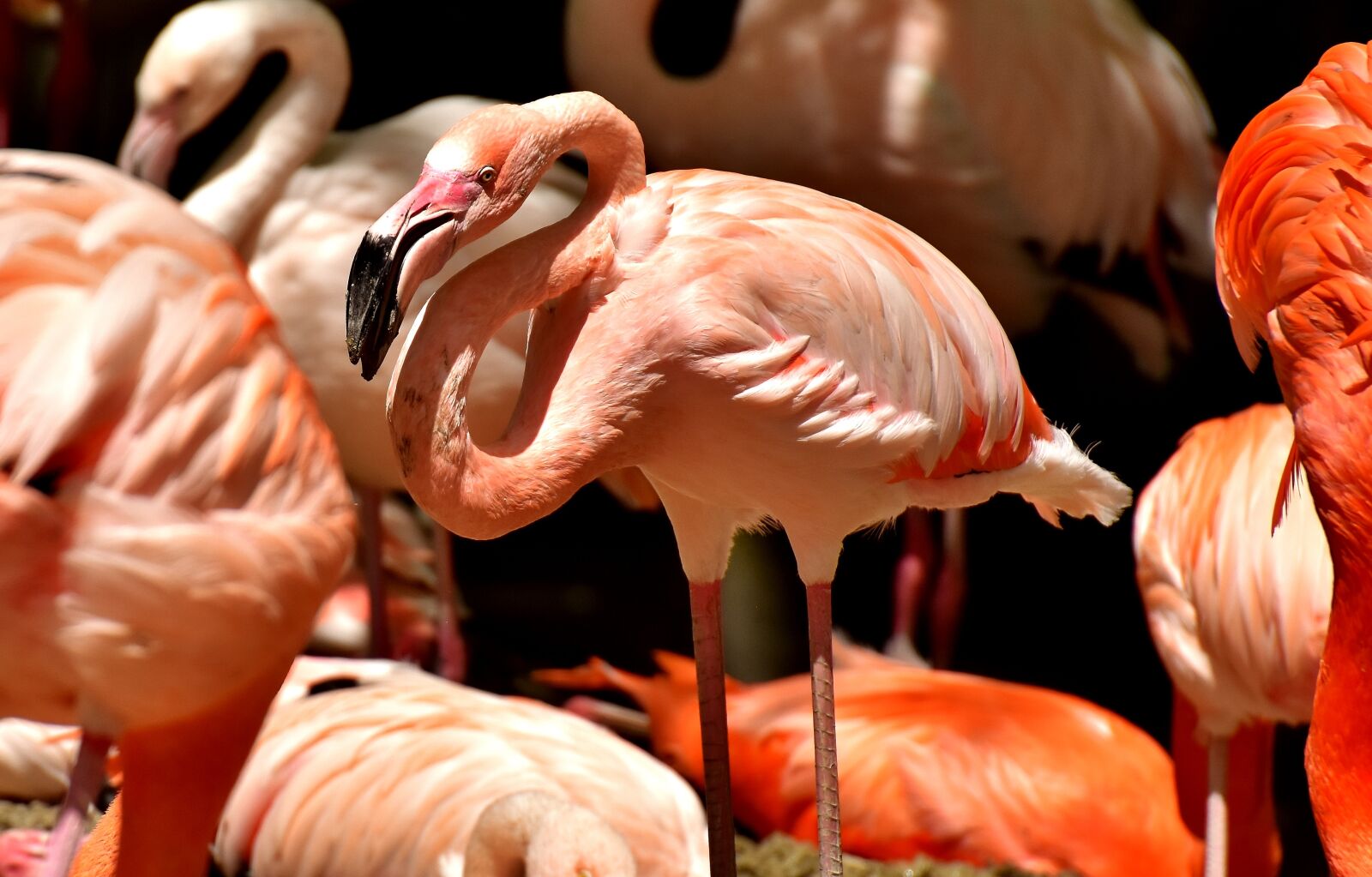 Nikon D7200 sample photo. Flamingo, bird, colorful photography