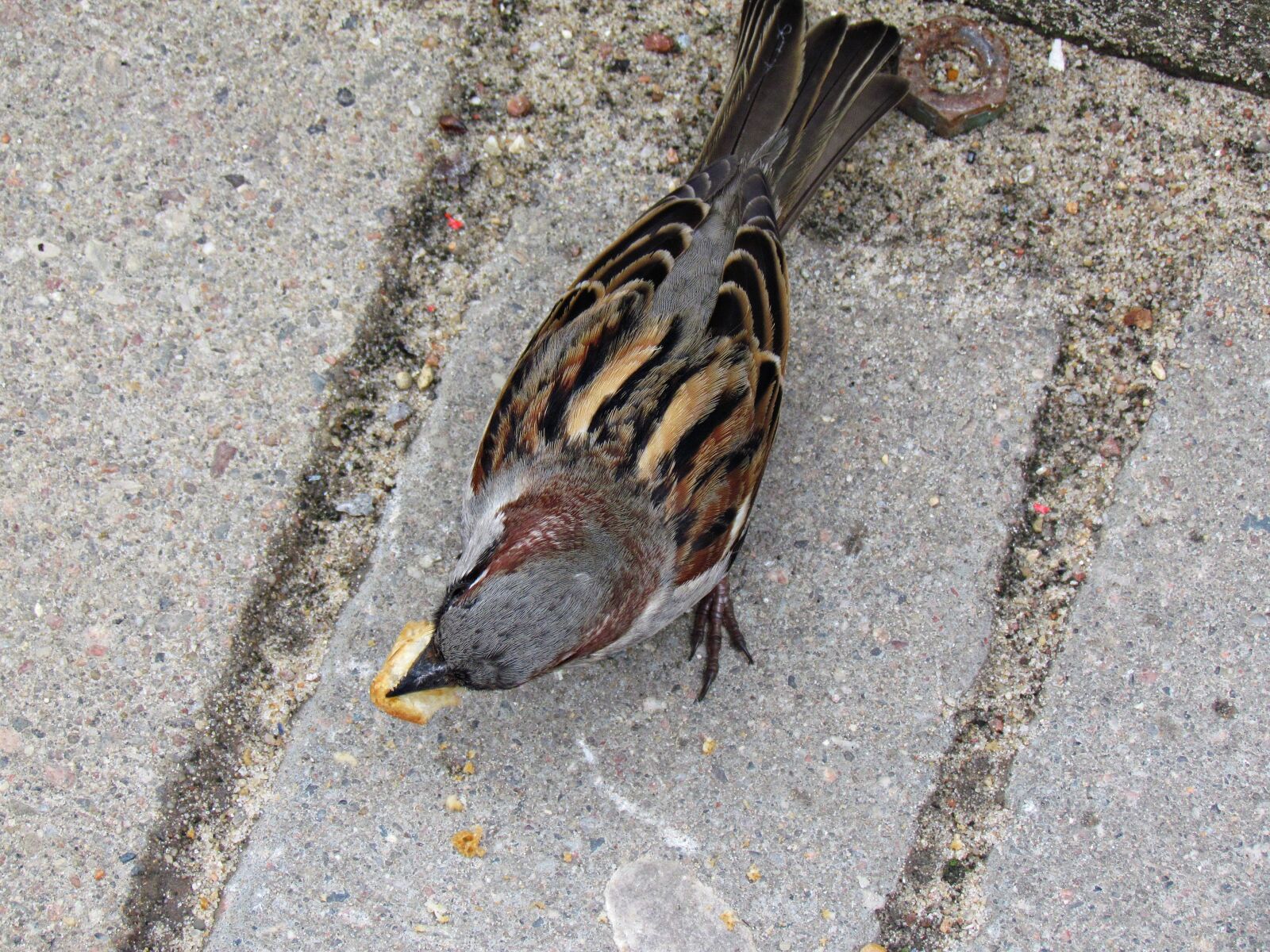 Canon PowerShot SX30 IS sample photo. The sparrow, bird, wr photography