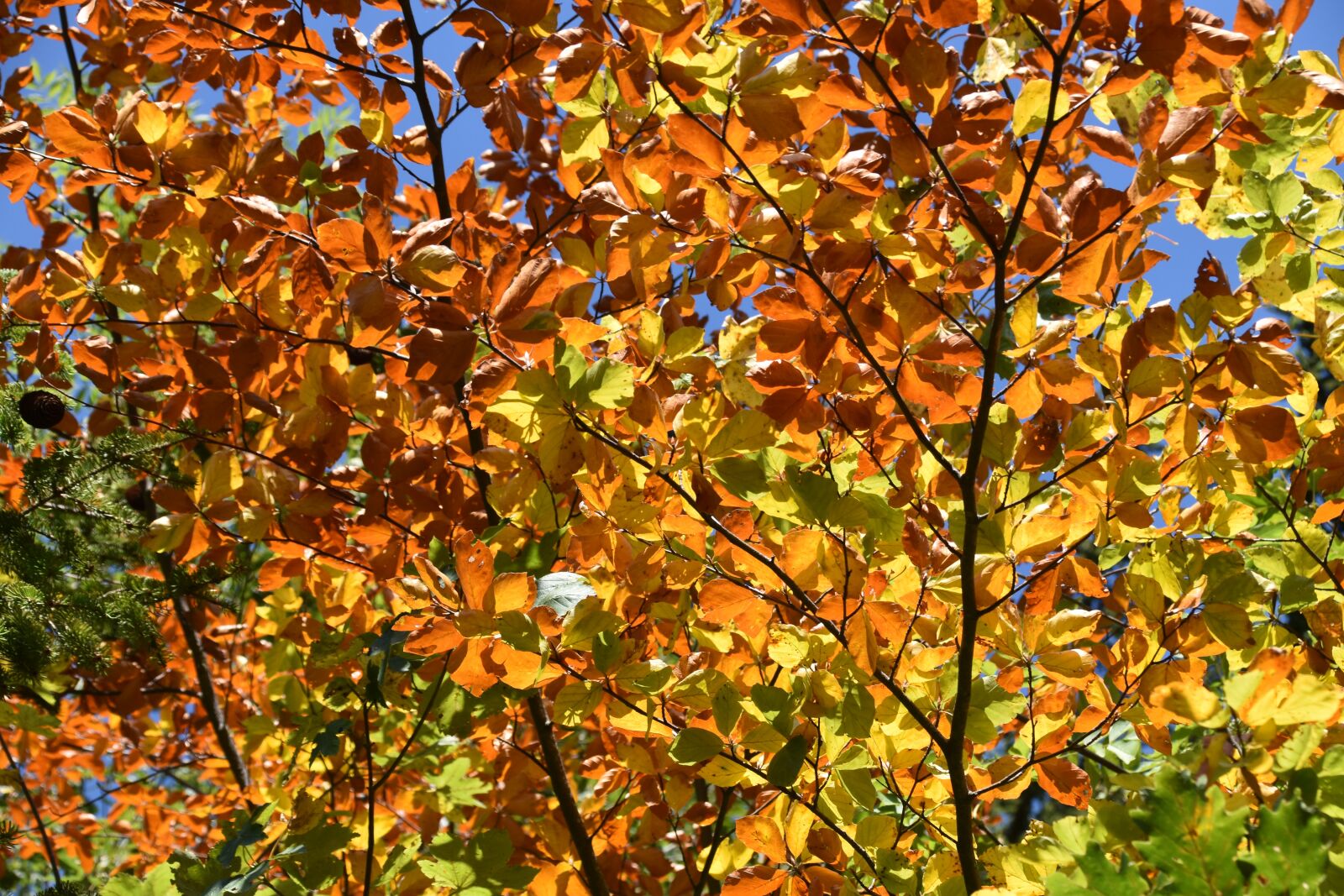 Nikon D5600 sample photo. Leaves, branch trees, autumn photography