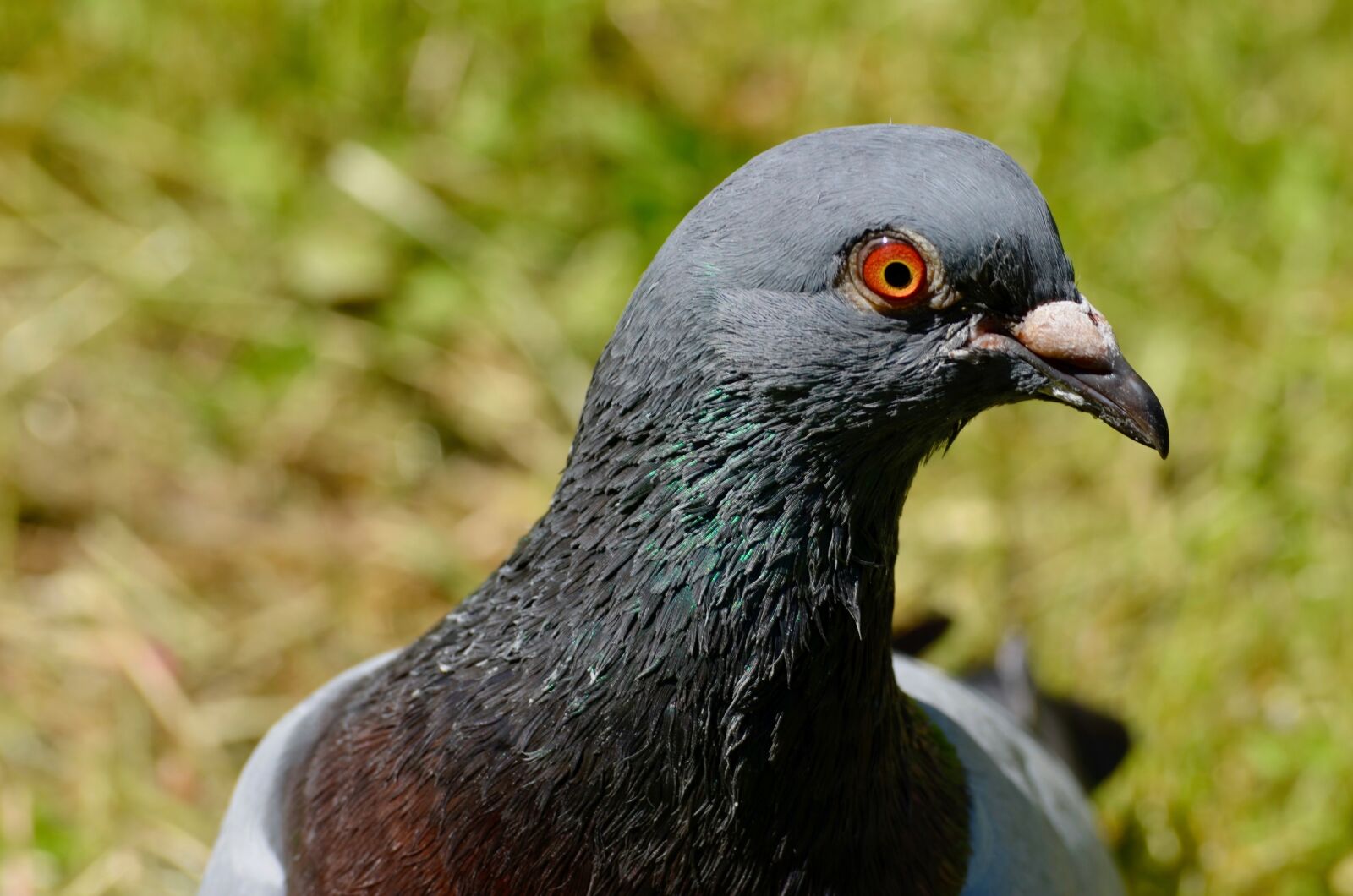 Nikon D5100 sample photo. Dove, head, bird photography