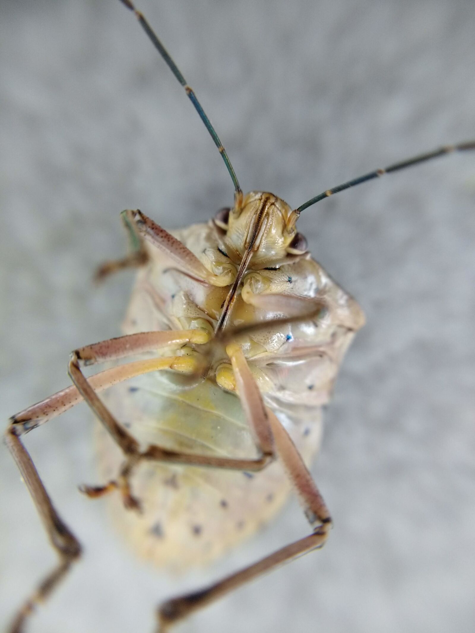 Motorola Moto G (4) sample photo. Insect, nature, pins photography