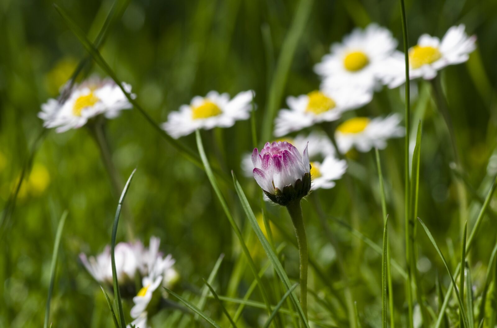 Pentax K-30 sample photo. Daisy, spring, meadow photography