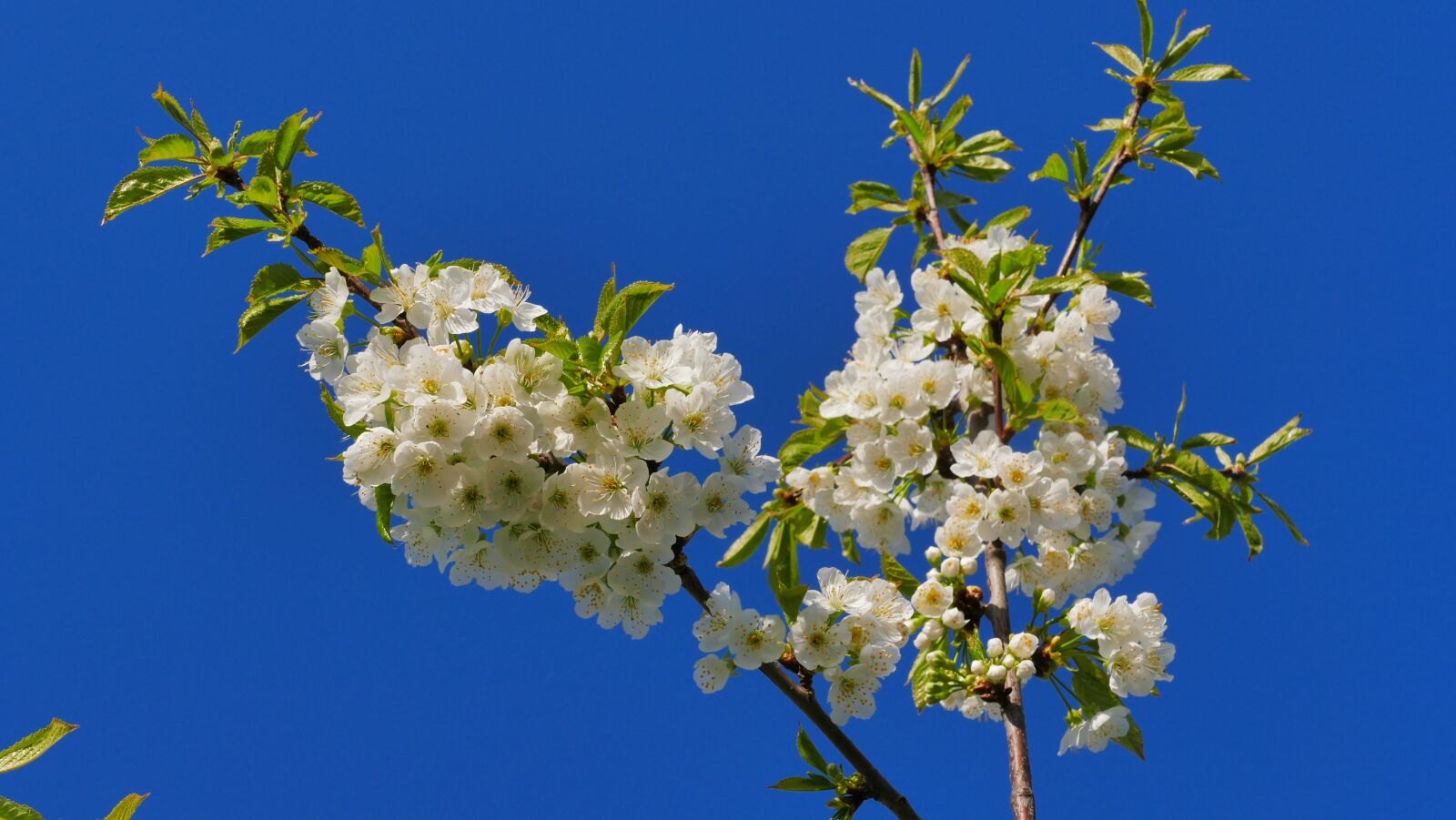 Panasonic Lumix DMC-FZ1000 sample photo. Cherry, flowers, tree photography