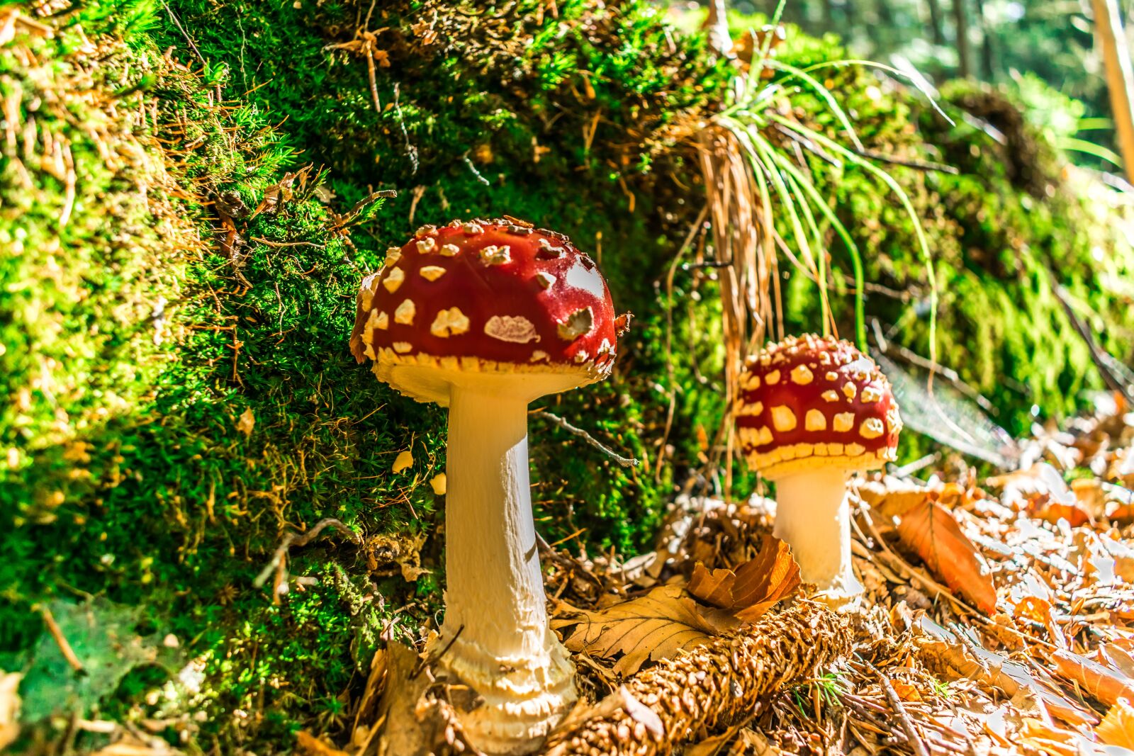 Nikon D5300 sample photo. Mushrooms, fly agaric, toxic photography