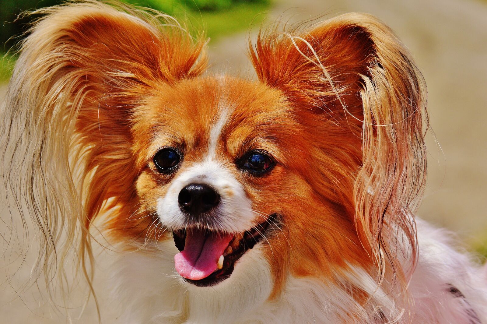 Nikon D3200 sample photo. Dog, chihuahua, cute photography