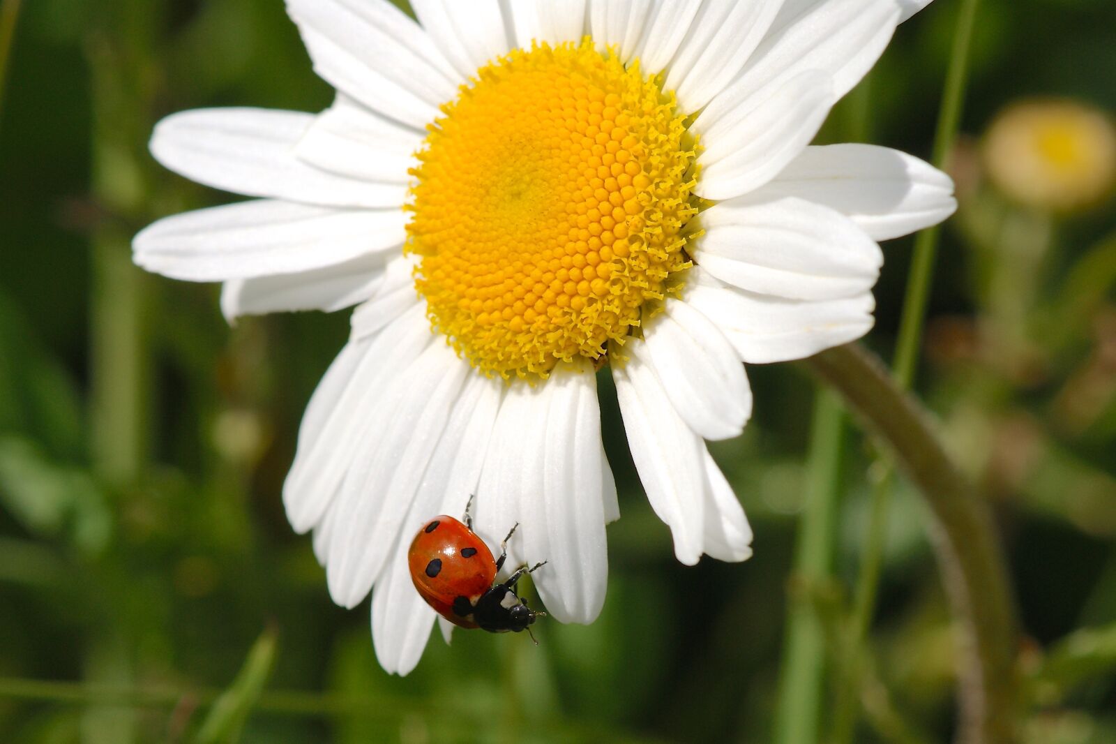 Sony Alpha DSLR-A350 sample photo. Marguerite, ladybug, nature photography