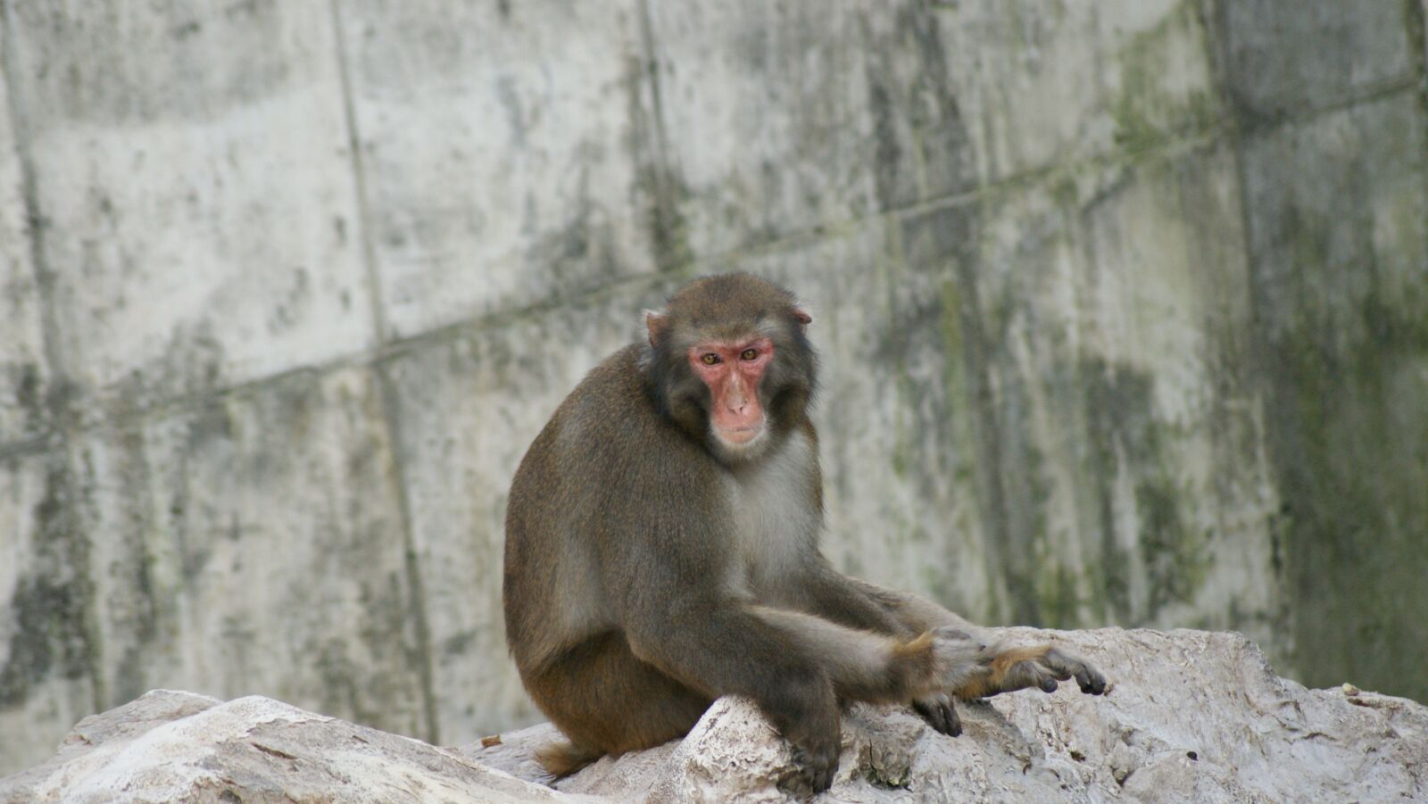 Sony Alpha DSLR-A350 sample photo. Monkey, zoo, chimpanzee photography