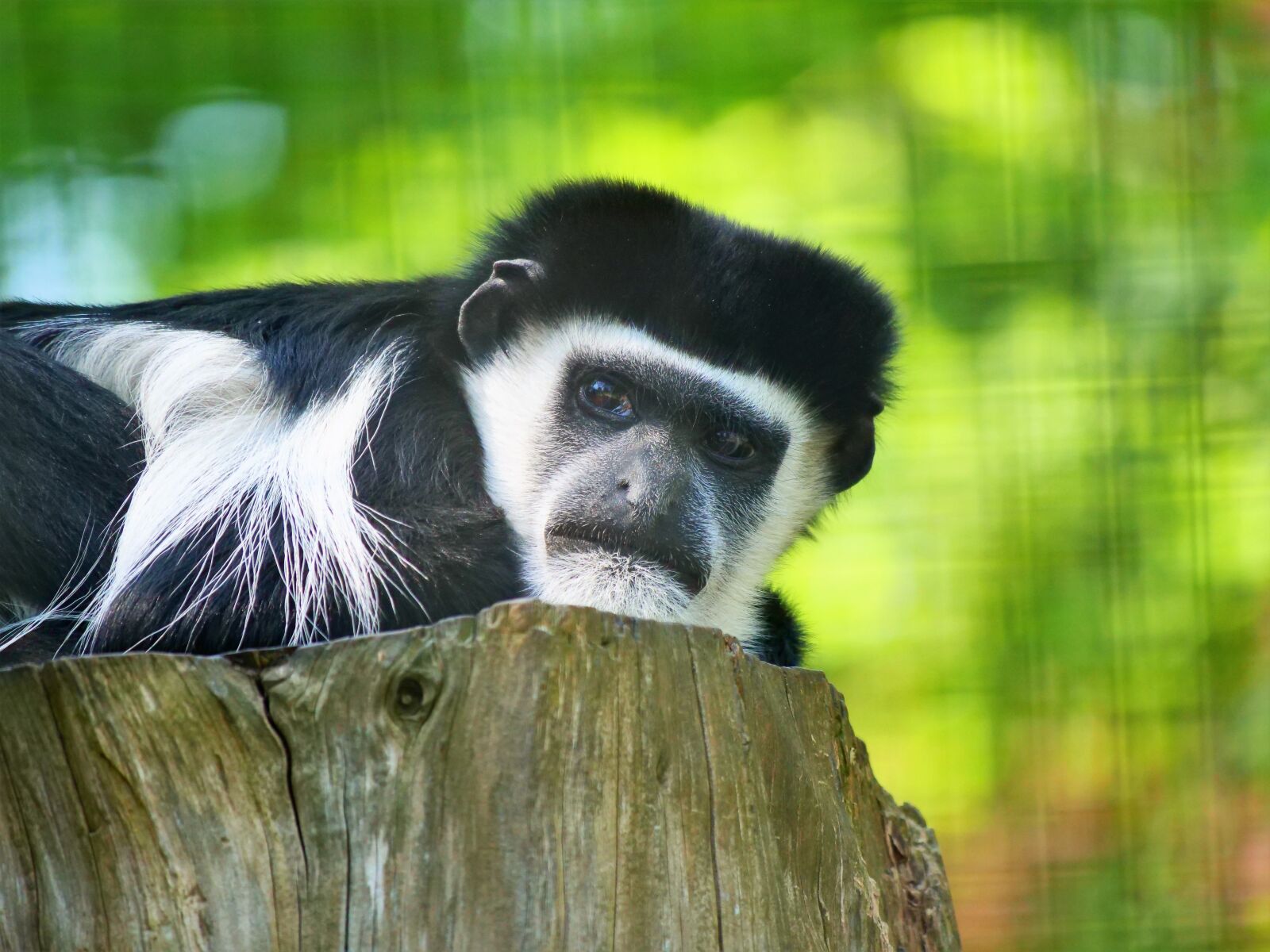 Panasonic Lumix DC-G9 sample photo. Capuchin monkey, monkey, capuchin photography