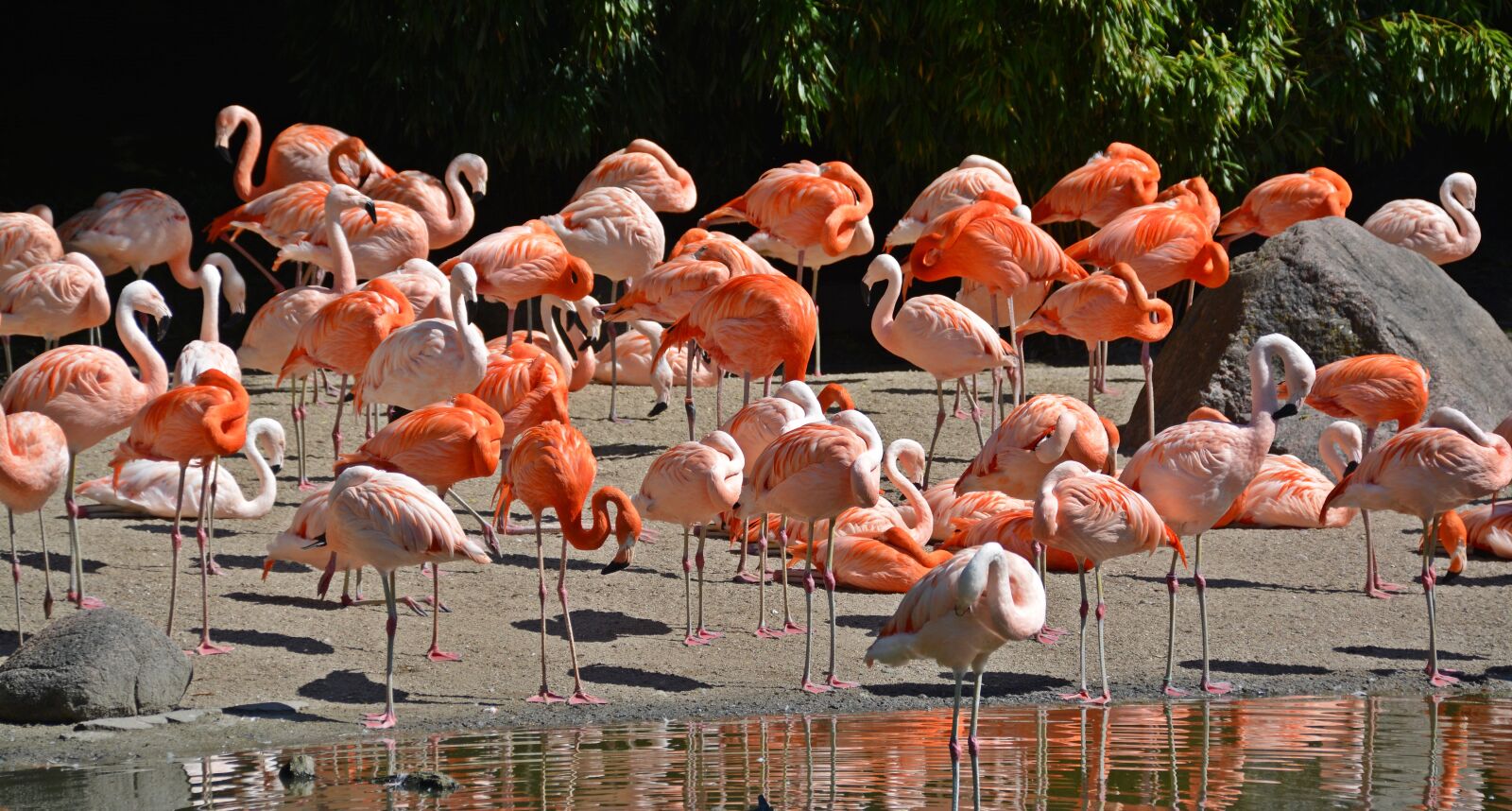 Nikon D5200 sample photo. Flamingo, bird, pink flamingo photography