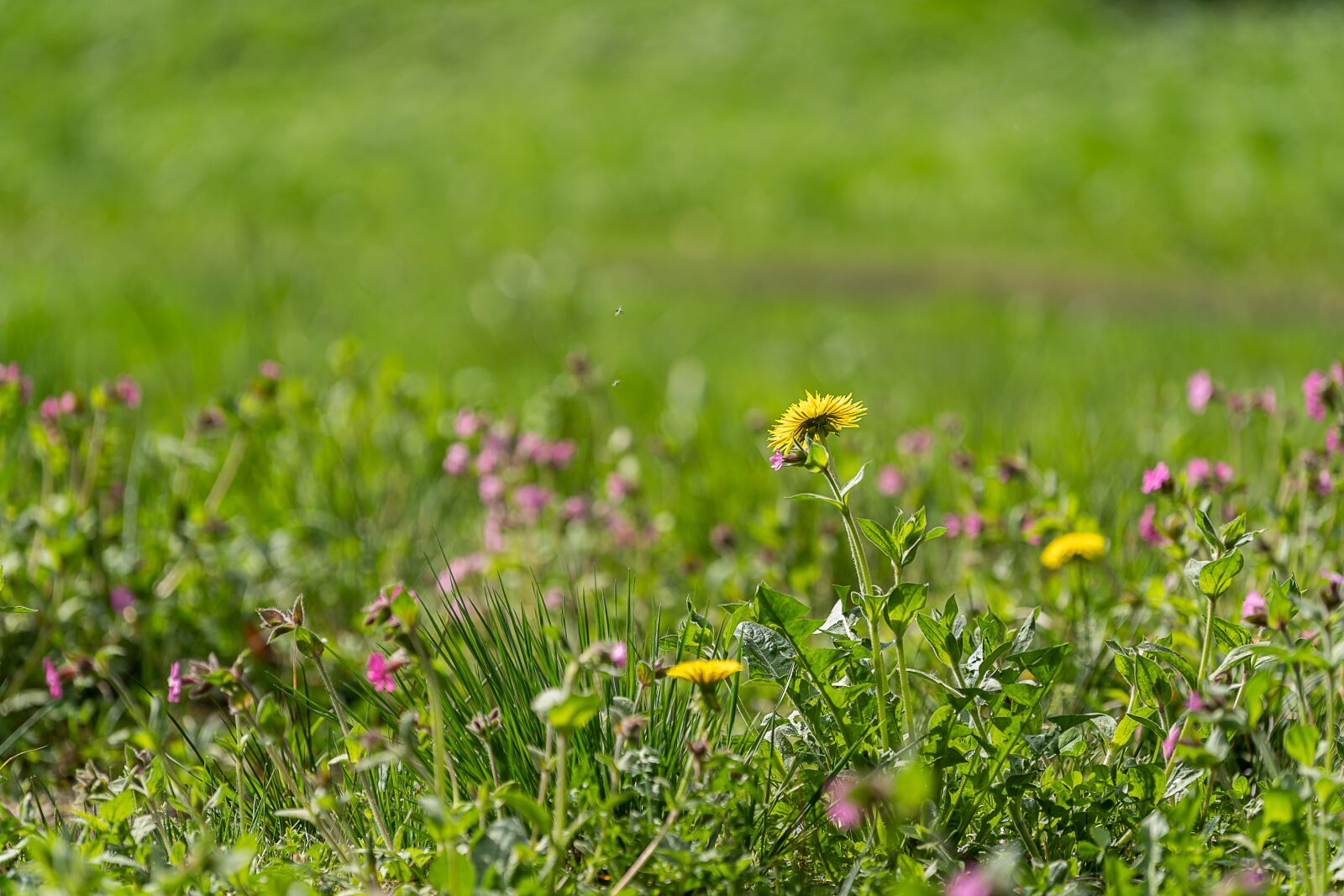 Sony a7 III + Sony FE 70-200mm F4 G OSS sample photo. Nature, meadow, spring photography