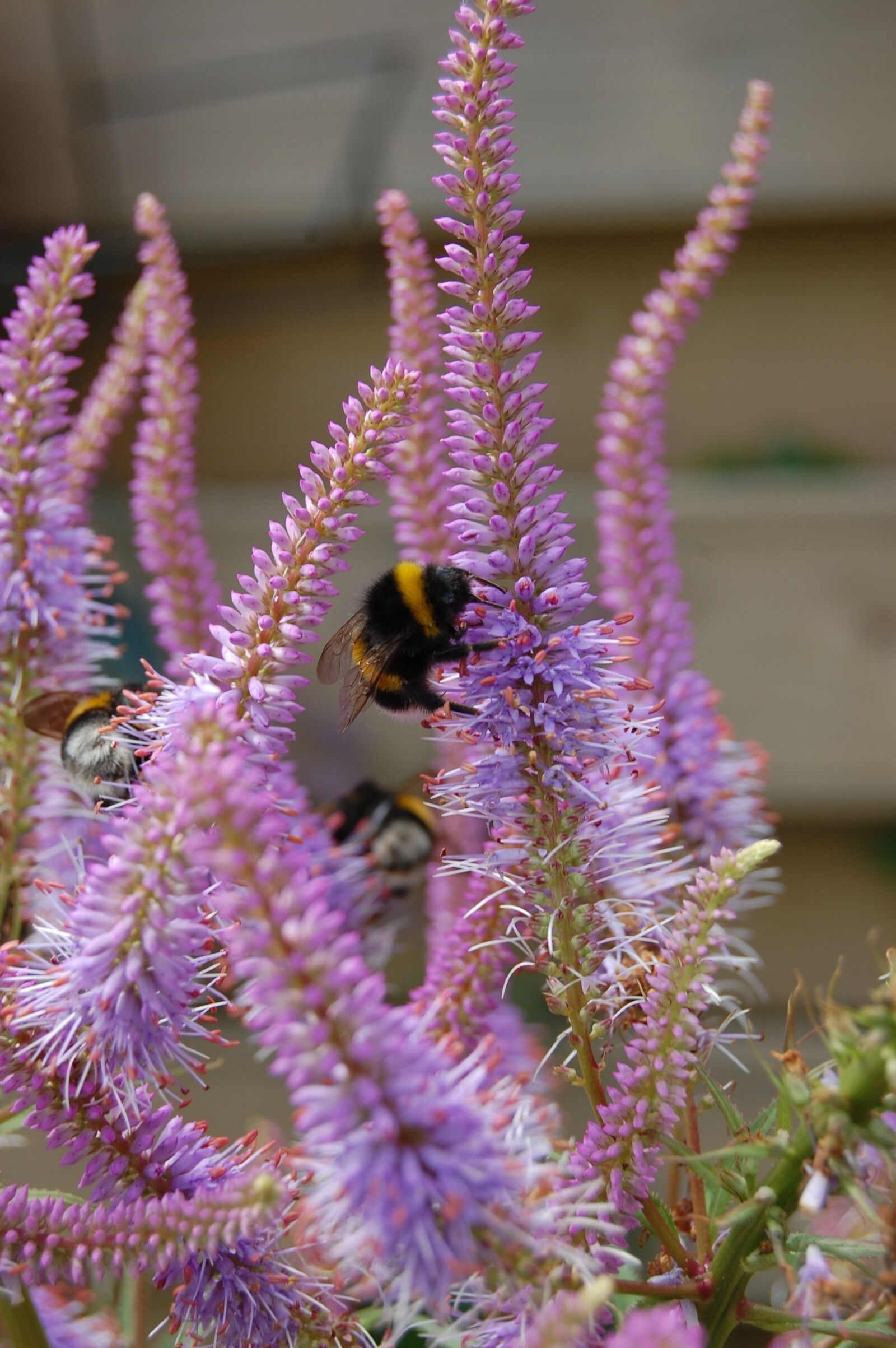 Nikon D40 sample photo. Bee, bumblebee, bug photography