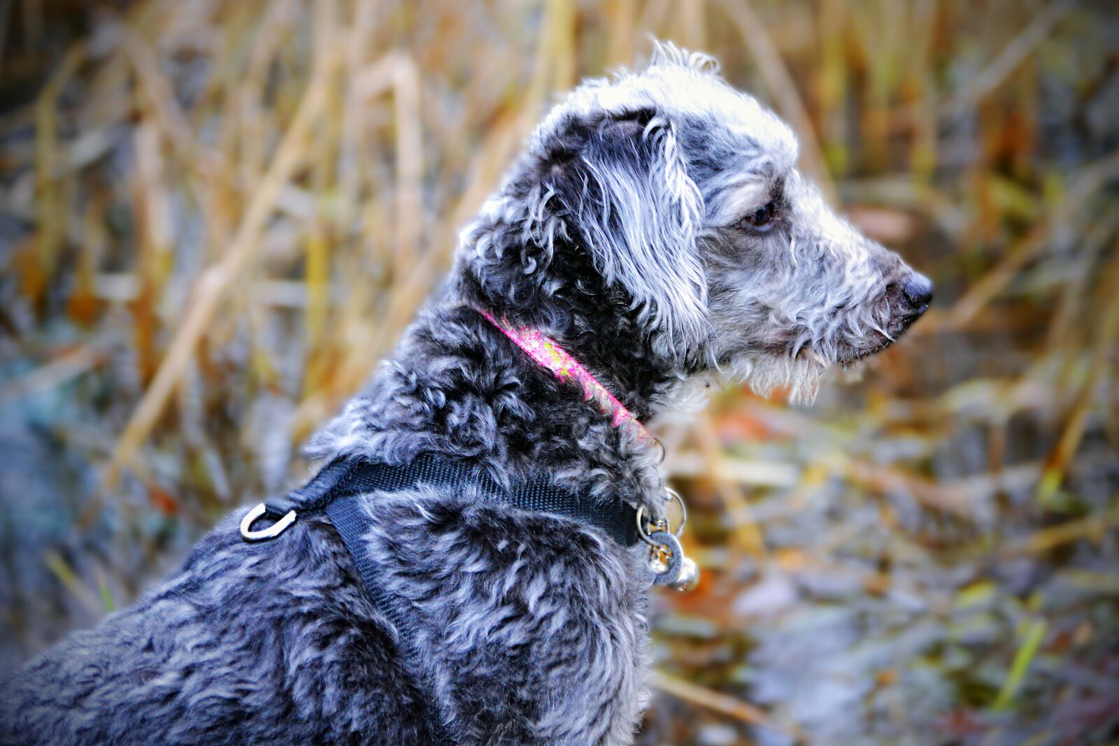 Nikon D3100 sample photo. Small dogs, muddy paws photography