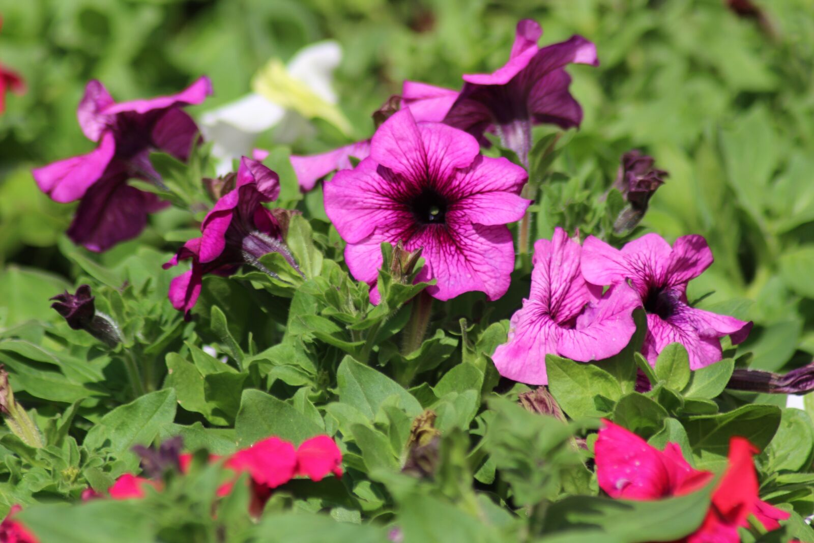 Canon EOS 1200D (EOS Rebel T5 / EOS Kiss X70 / EOS Hi) sample photo. Flower, flora, nature photography