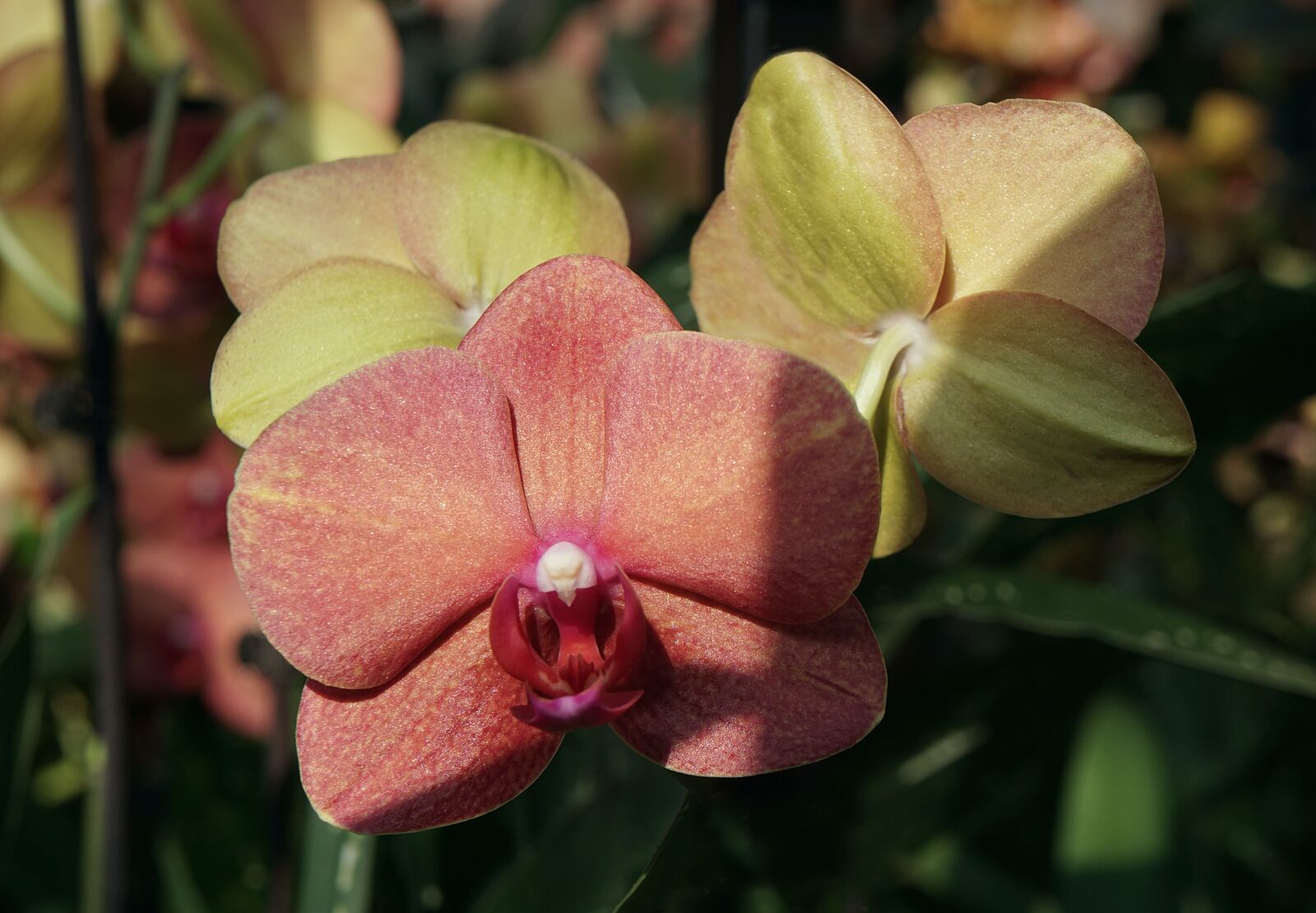 Sony a6000 + Sony E 18-55mm F3.5-5.6 OSS sample photo. Orchids, flowers, garden photography