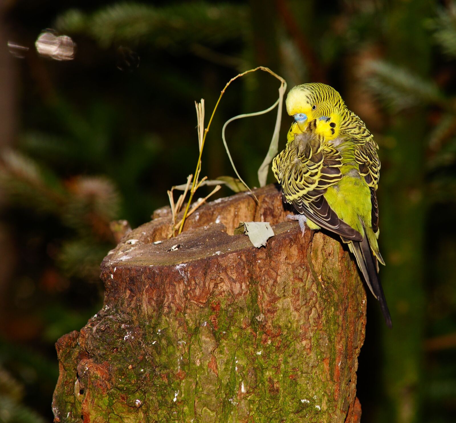 Sony a99 II sample photo. Bird, budgie, yellow photography