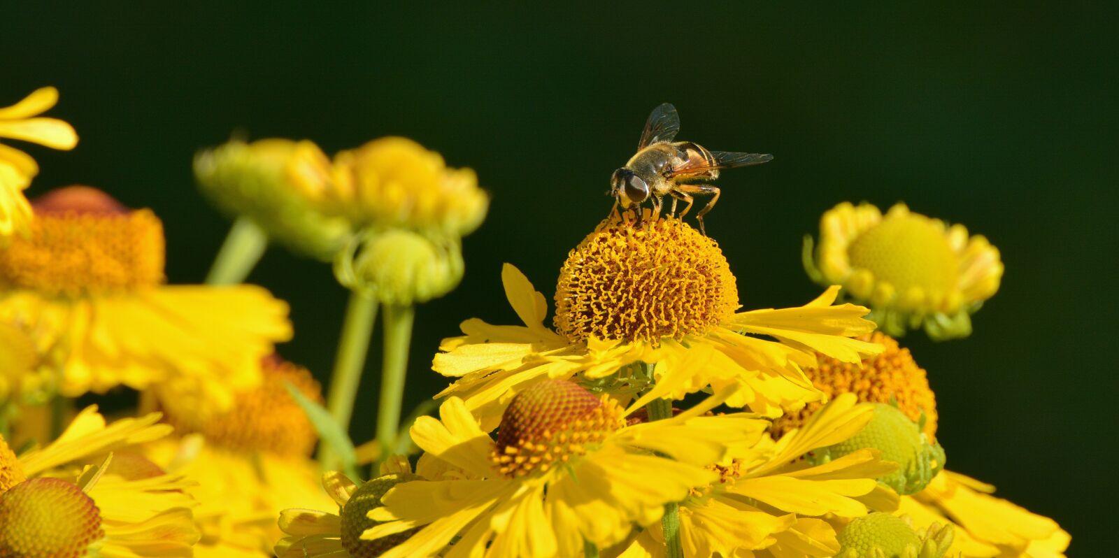 Nikon D5200 sample photo. Sun brews, helenium, composites photography