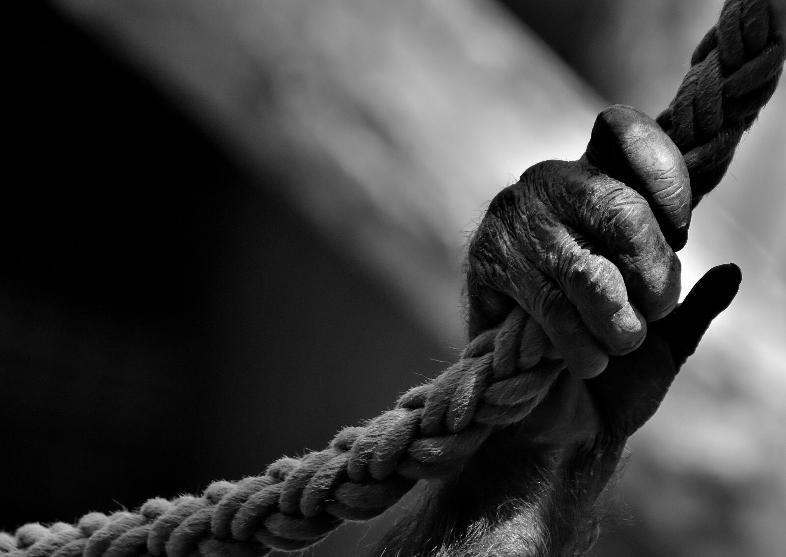Nikon D7200 sample photo. Hand, monkey, chimpanzee photography