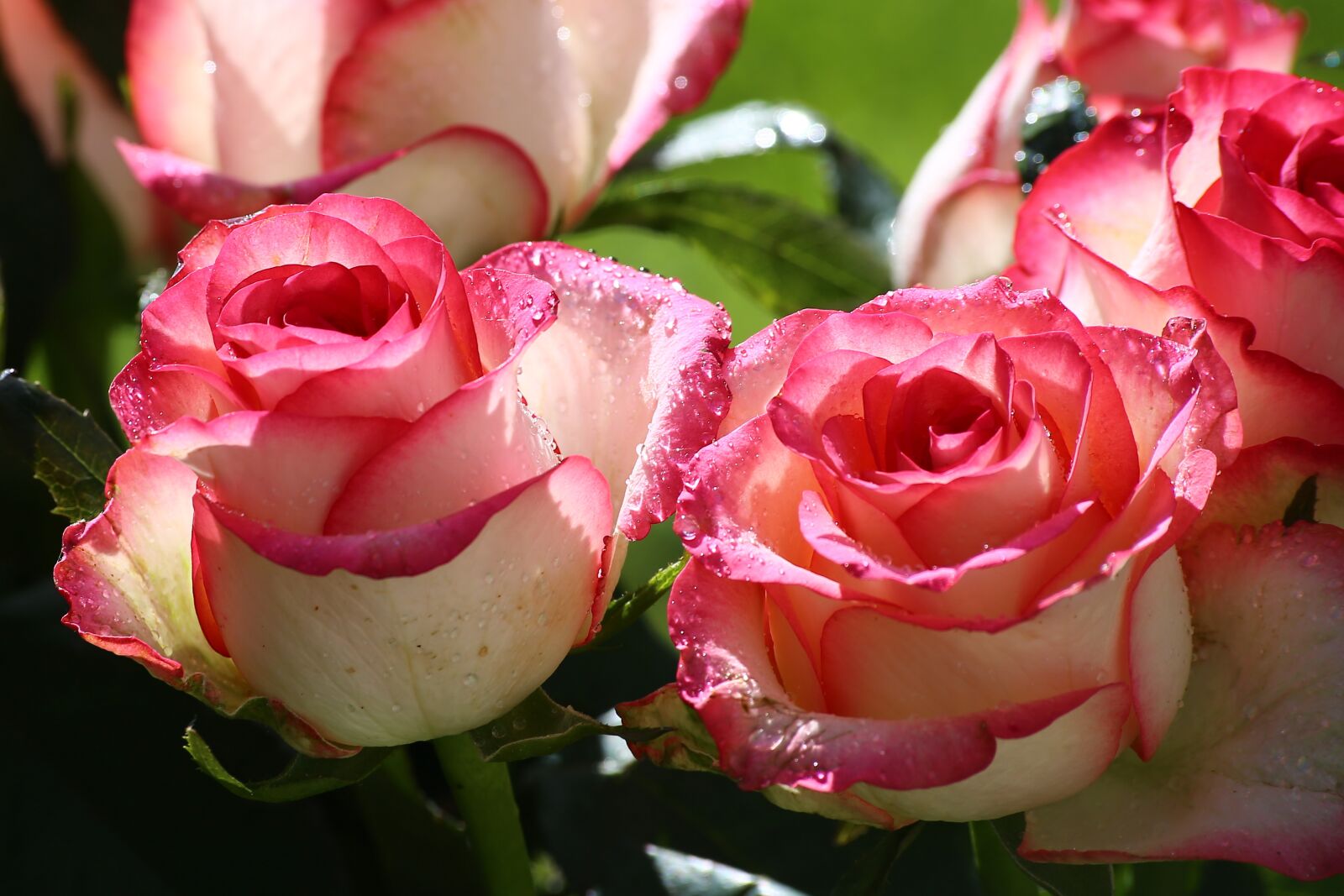 Canon EOS 6D sample photo. Rose, flower, petal photography