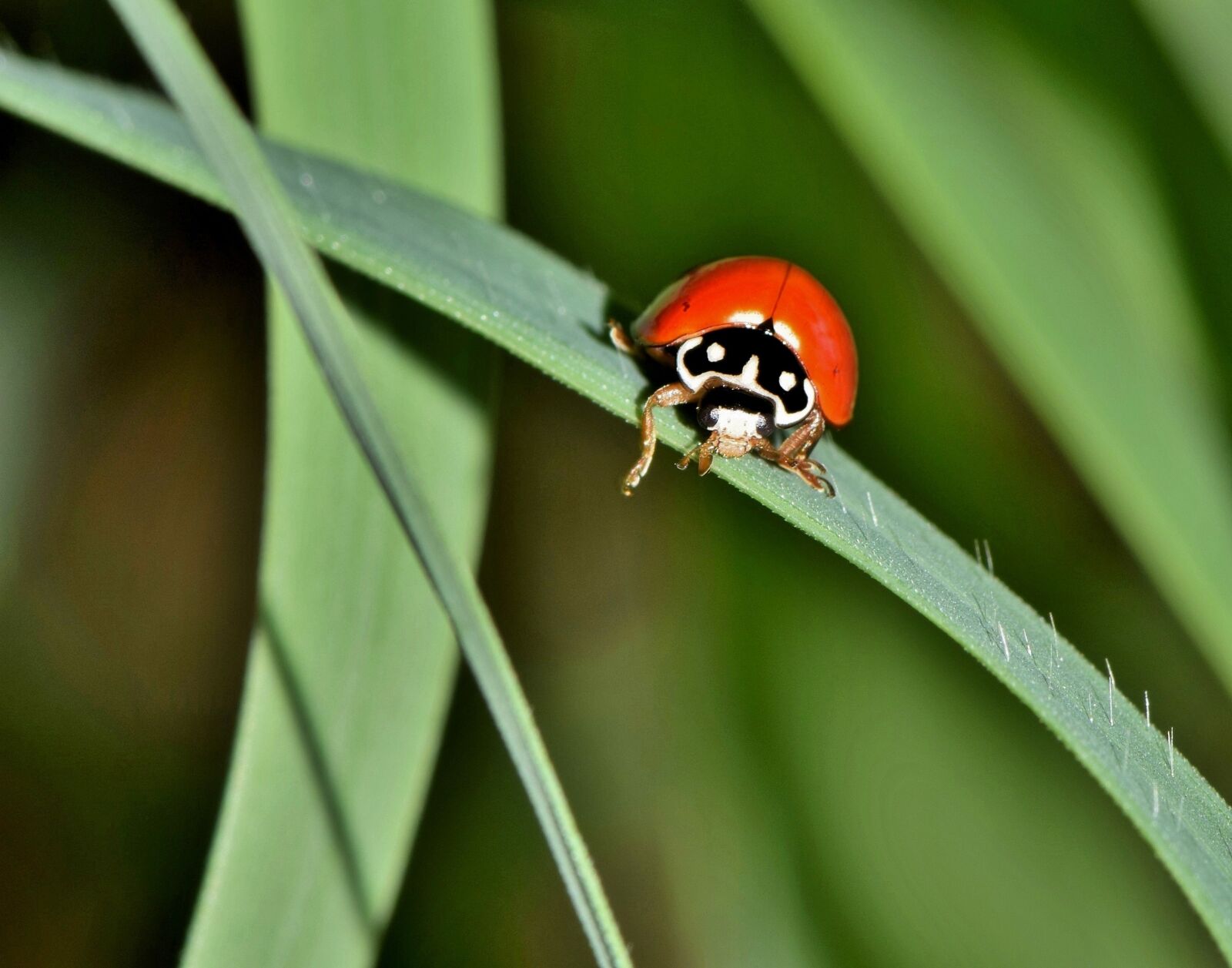 Nikon D5300 sample photo. Polished lady beetle, lady photography