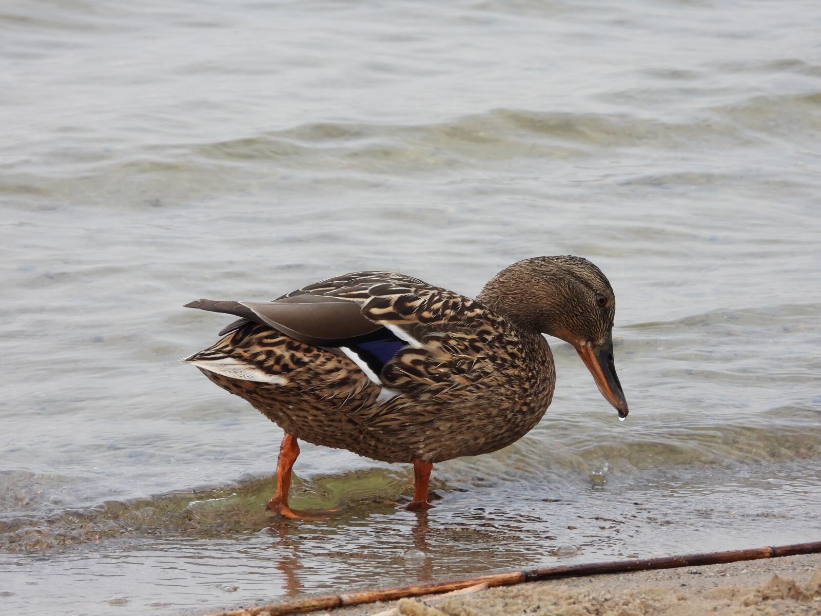 Nikon Coolpix P1000 sample photo. Duck, spring, lake photography