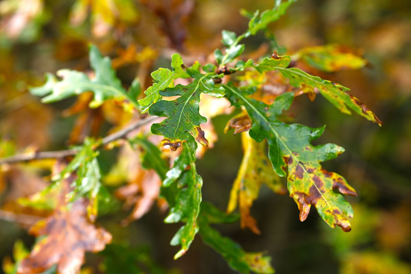 Canon EOS 5D Mark II sample photo. Oak, leaves, sunny photography