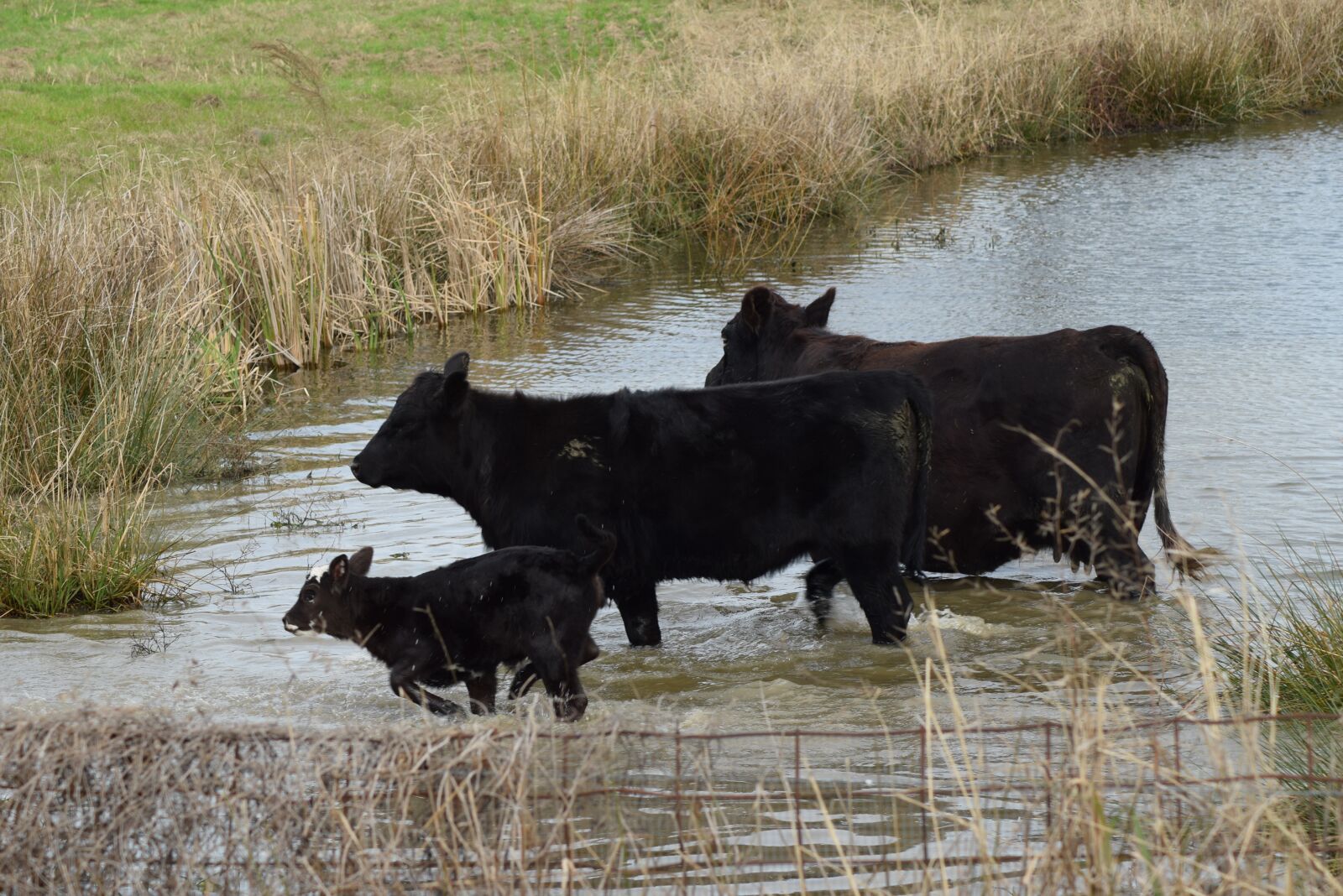 Nikon D5300 sample photo. Nature, water, animal photography