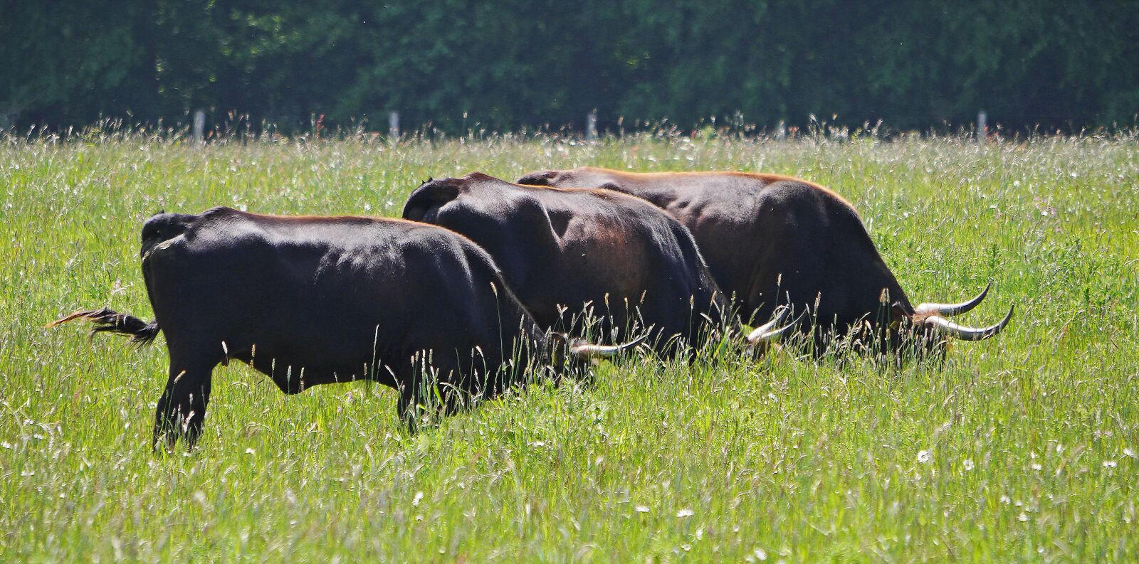 Panasonic Lumix DMC-GH3 sample photo. Heck cattle, summer meadow photography