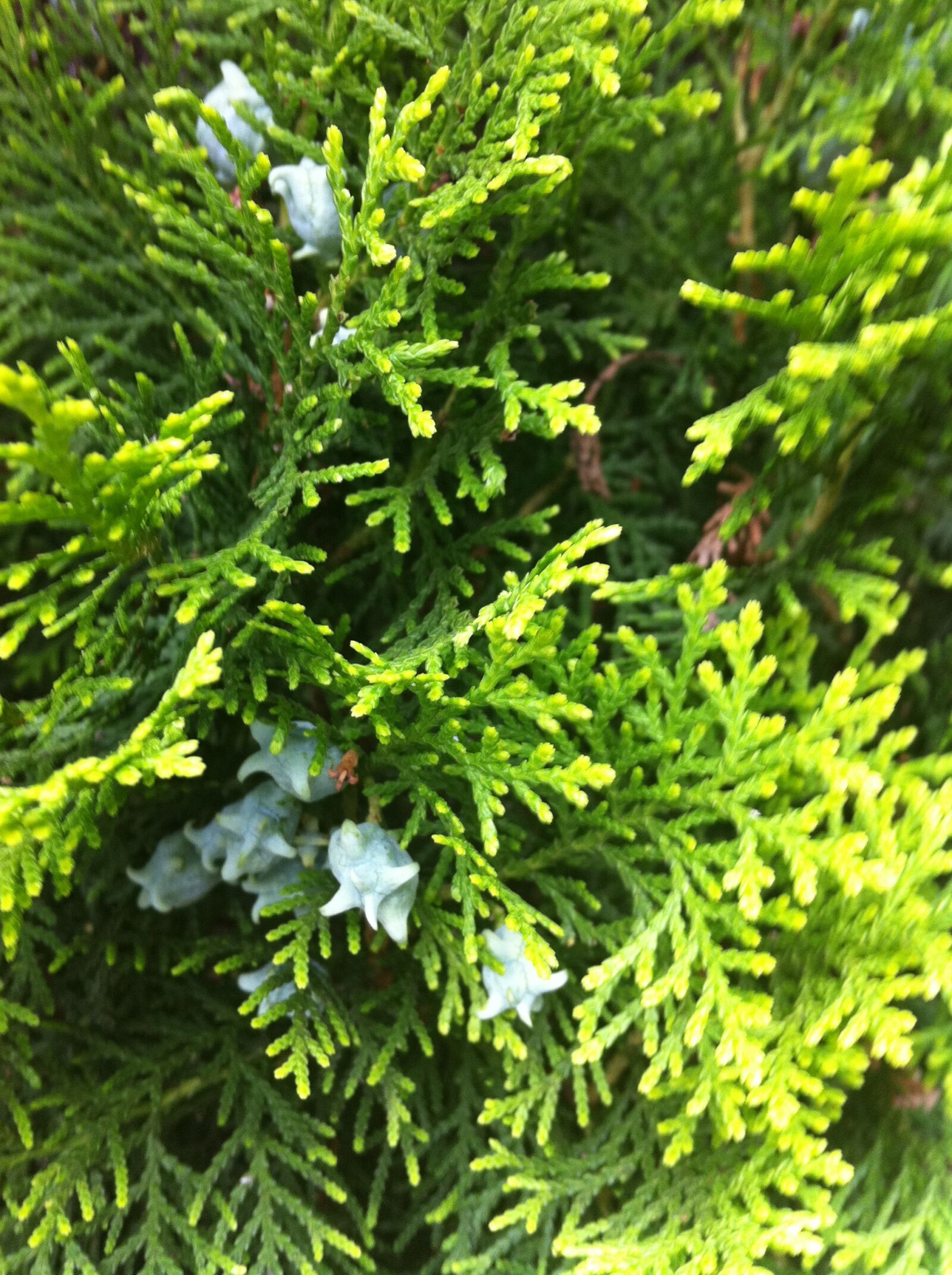 Apple iPhone 4 sample photo