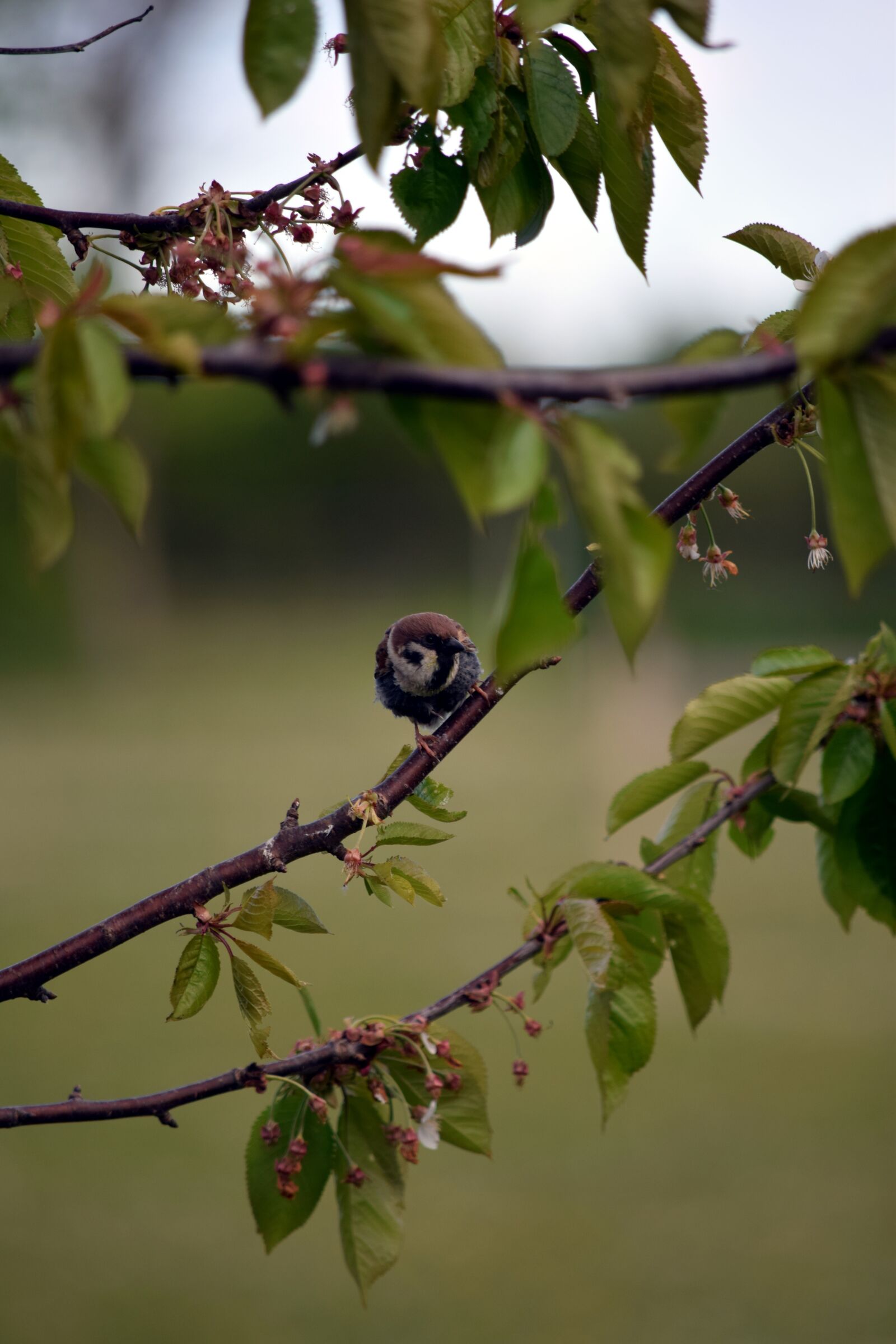 Nikon D5300 sample photo. Sparrow, sperling, bird photography