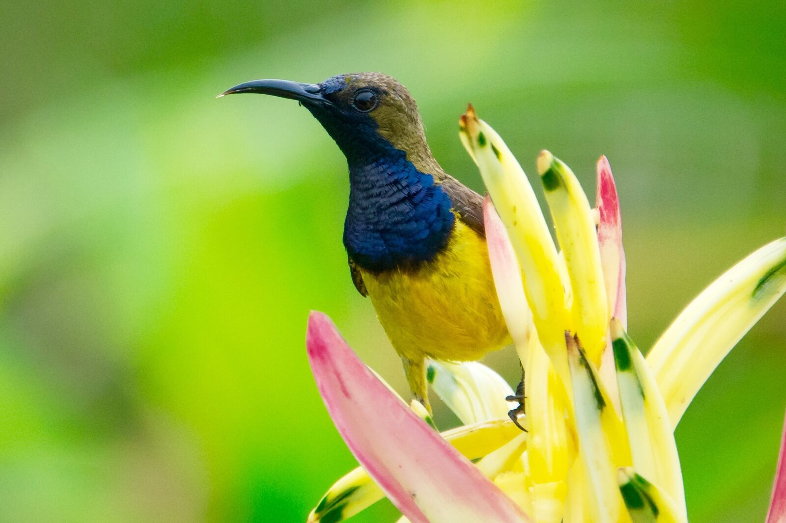 Sony Cyber-shot DSC-RX10 III sample photo. Animal, beak, bird photography