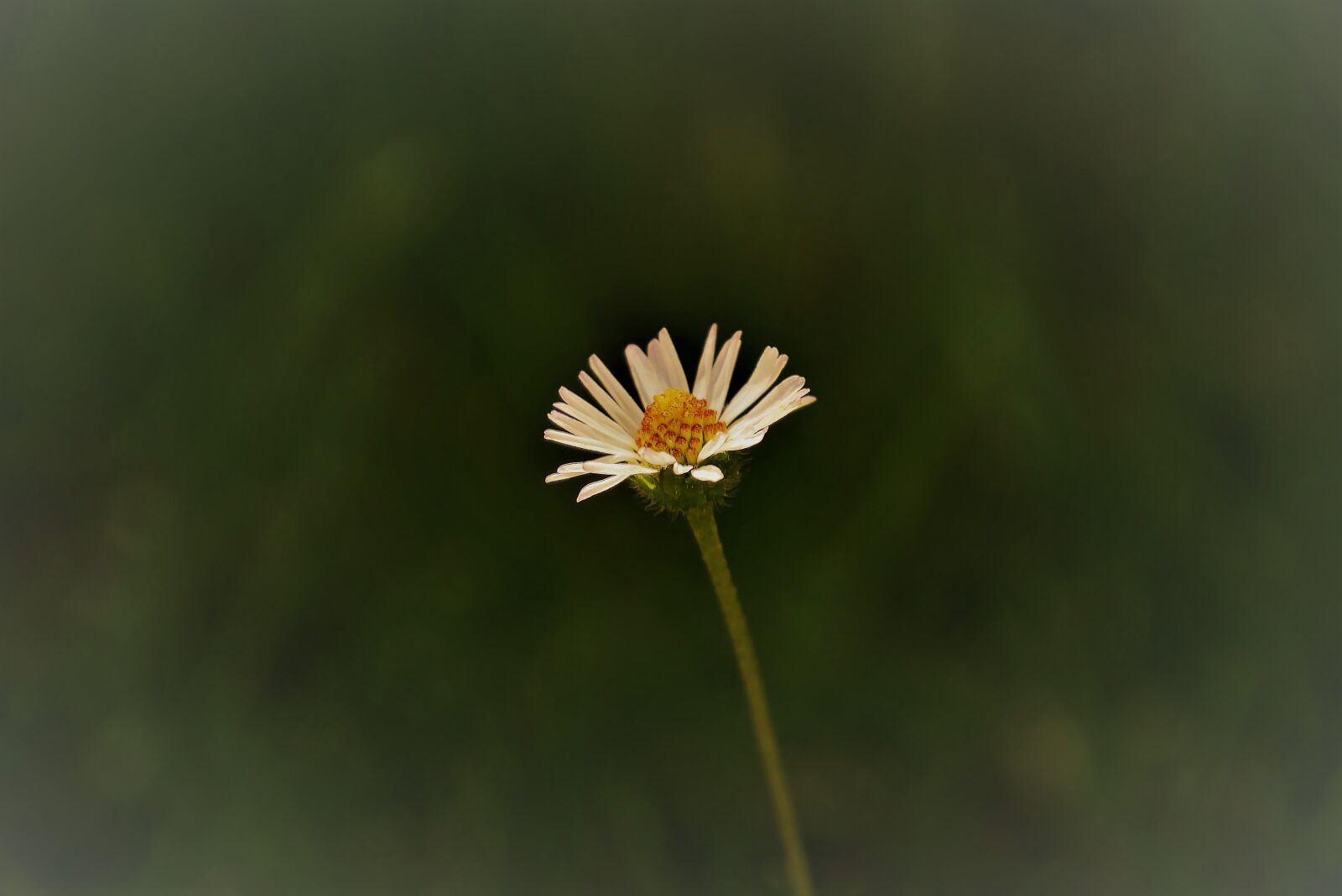 Panasonic DMC-G70 sample photo. Flower, sunflower, nature photography