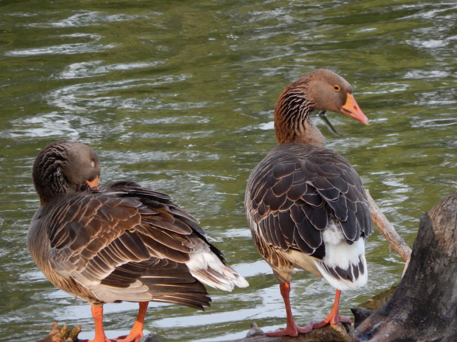 Nikon Coolpix L820 sample photo. Ducks, geese, wild birds photography