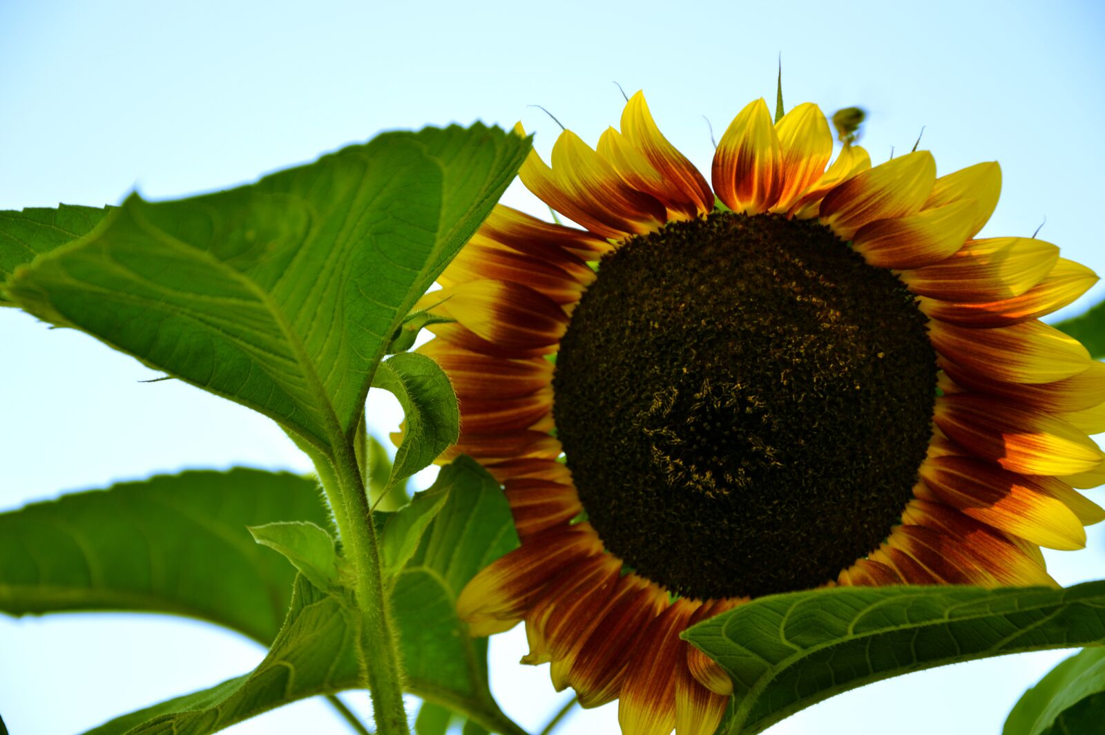 Nikon D3200 sample photo. Sunflower, flower, blossom photography