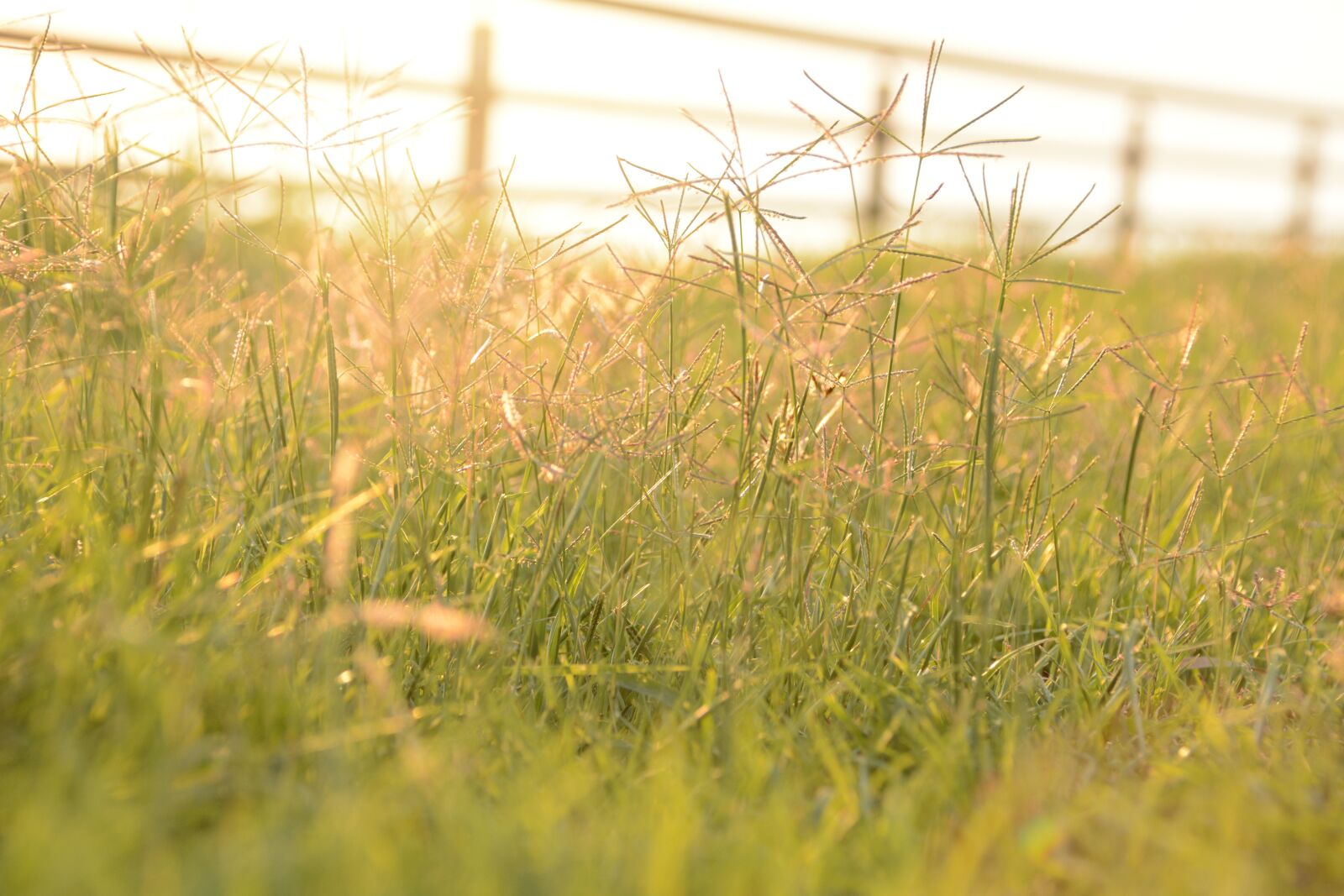 Nikon D7100 sample photo. Colorful, solar, herbs photography