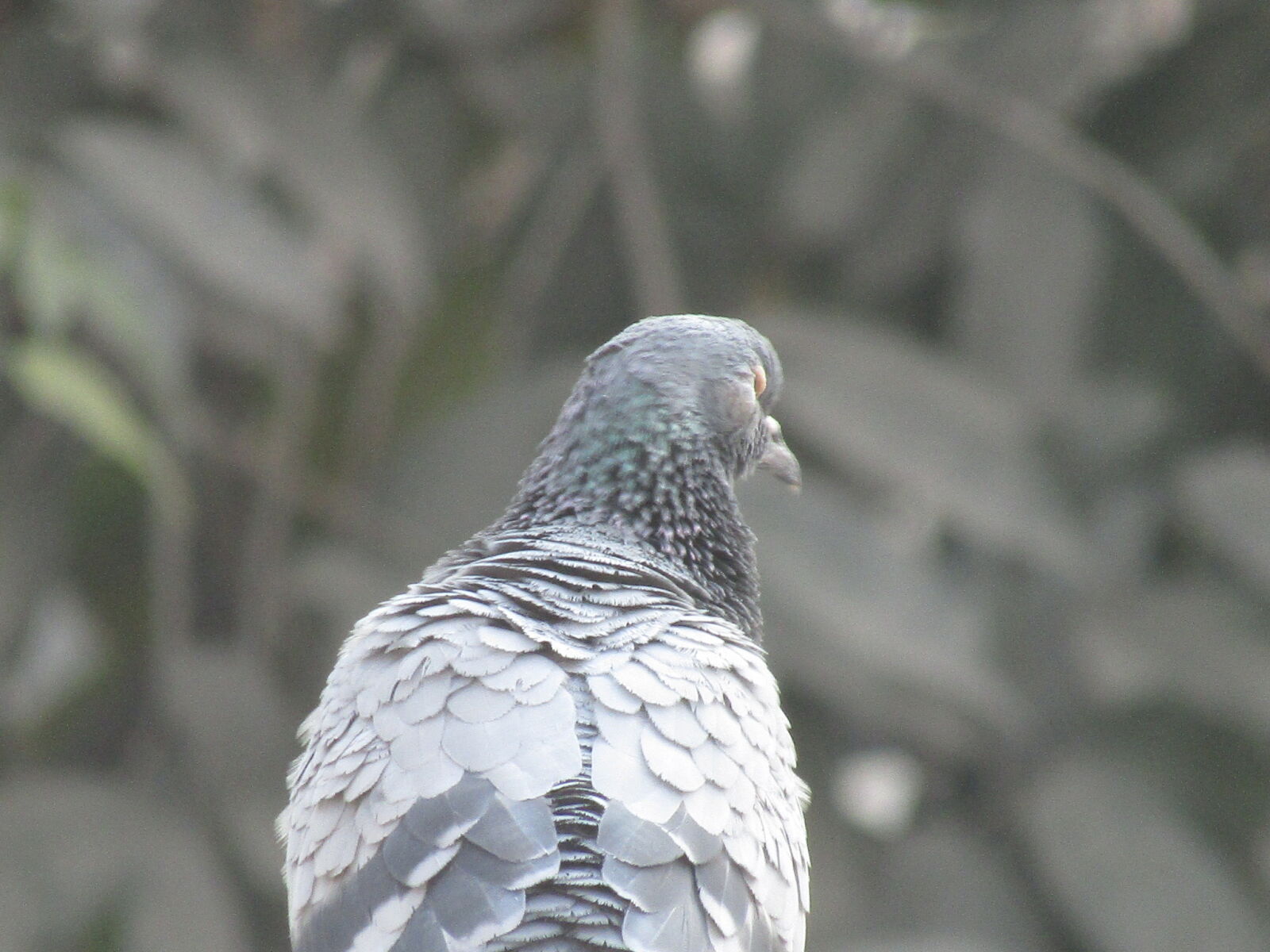 Canon PowerShot SX410 IS sample photo. Pigeons, pigeonshooting, mymuybueno, chef photography