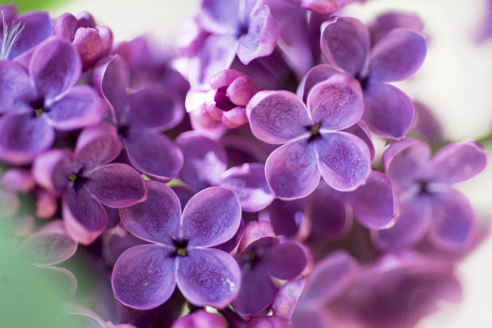 Nikon D600 sample photo. Lilac, purple, flowers photography