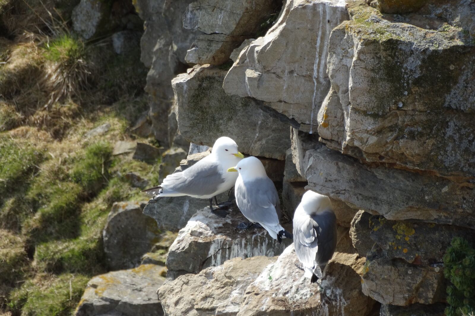 Sony Cyber-shot DSC-HX300 sample photo. Gulls, breed, rock photography