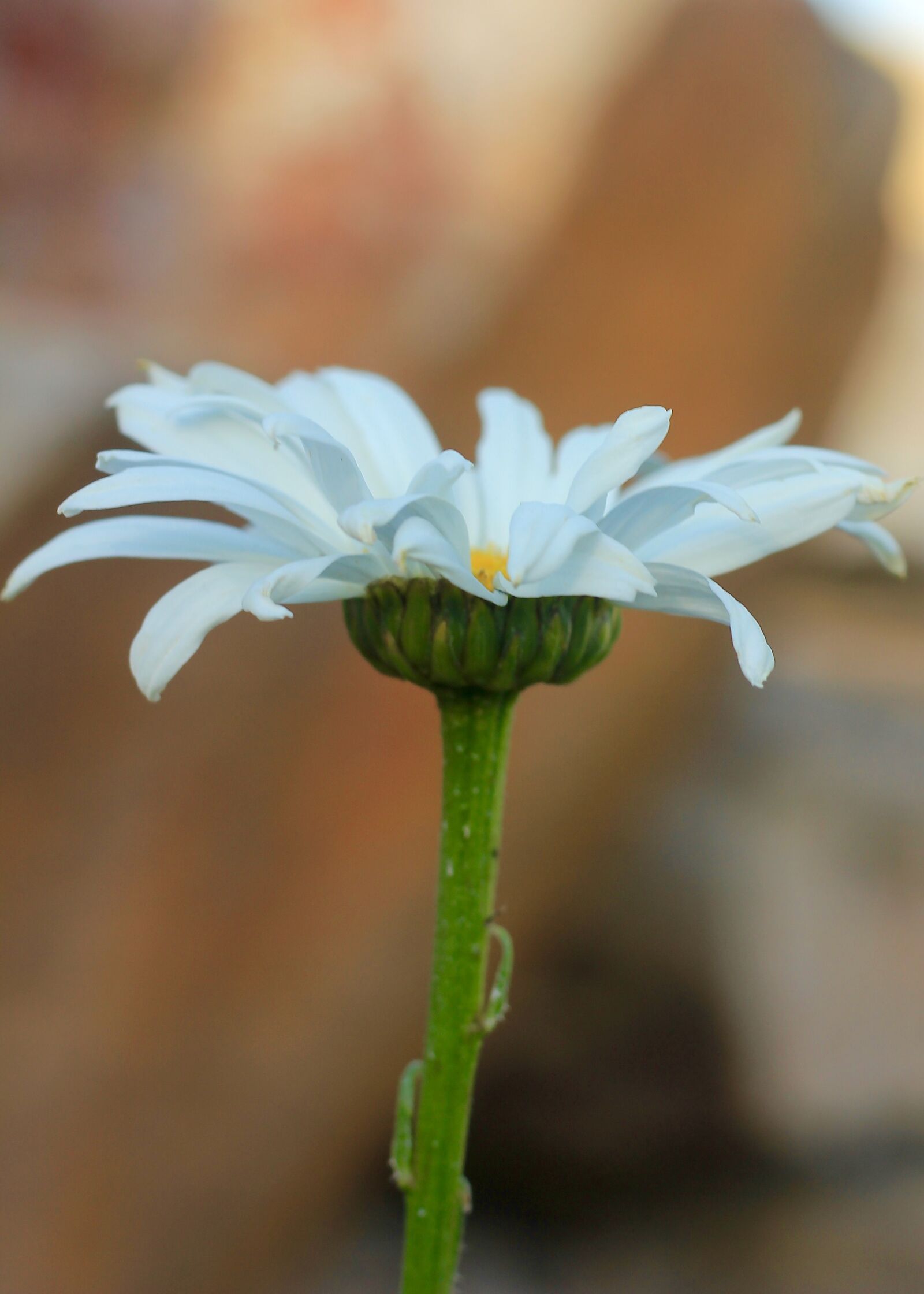 Canon EOS 550D (EOS Rebel T2i / EOS Kiss X4) sample photo. Daisy, white, flower photography