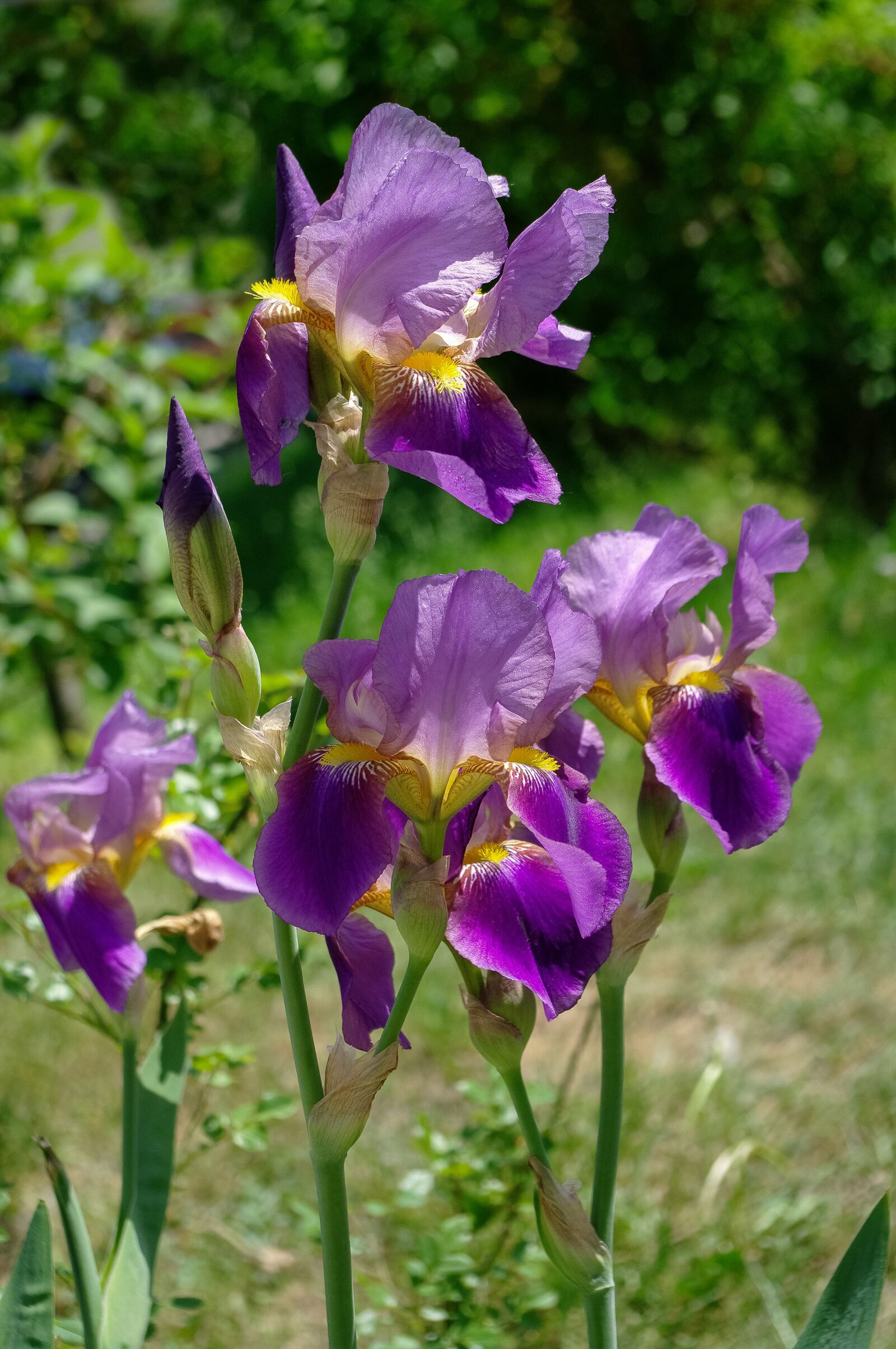 Samsung GX-20 sample photo. Spring, flowers, violet photography