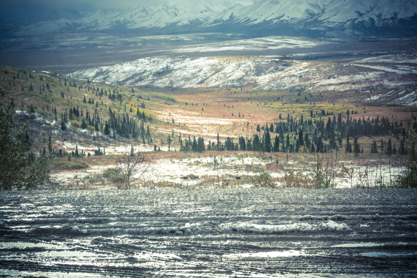 Nikon D5200 sample photo. Daylight, forest, lake, landscape photography