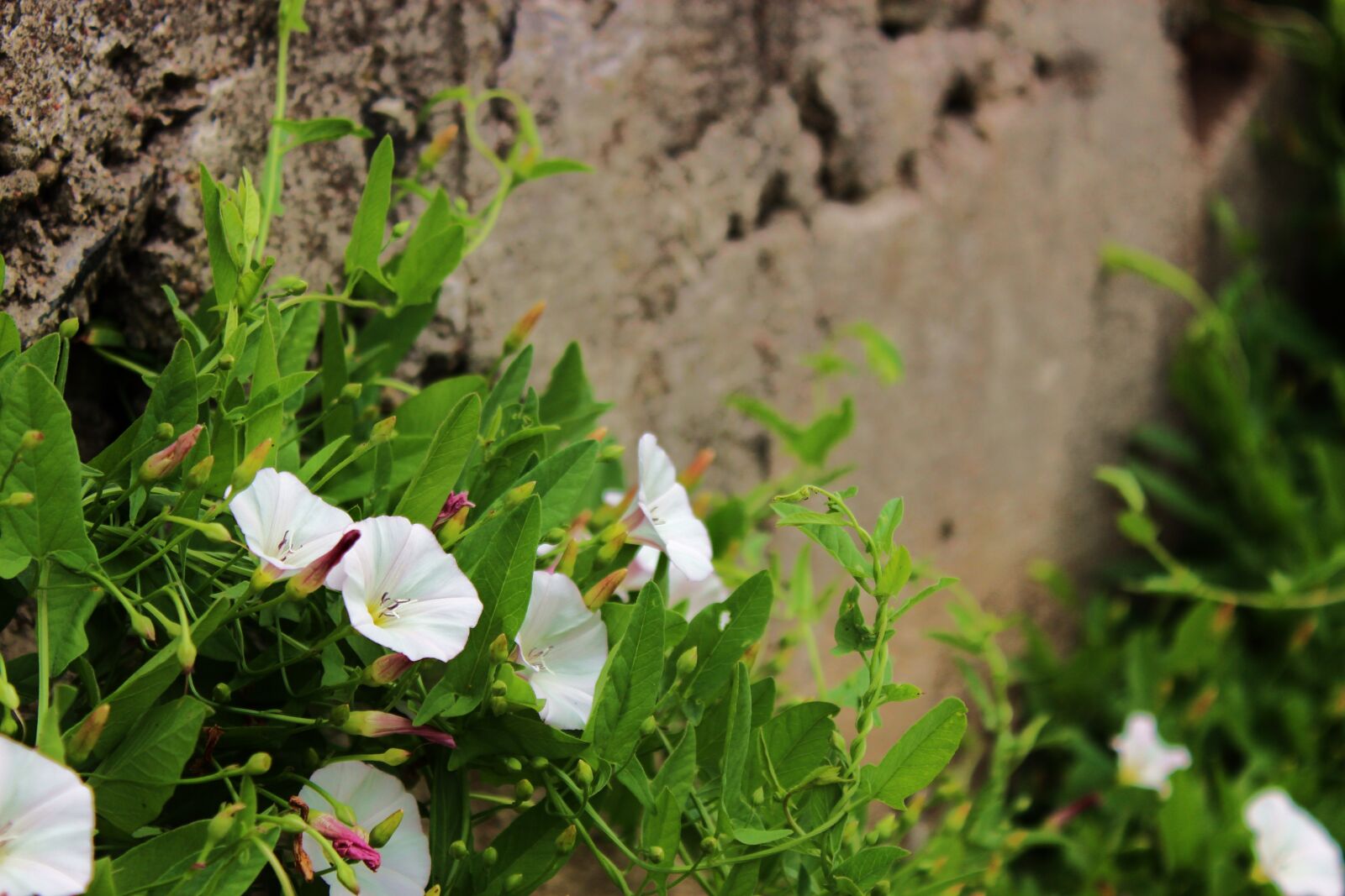 Canon EOS 1300D (EOS Rebel T6 / EOS Kiss X80) sample photo. Flower, white flower, white photography