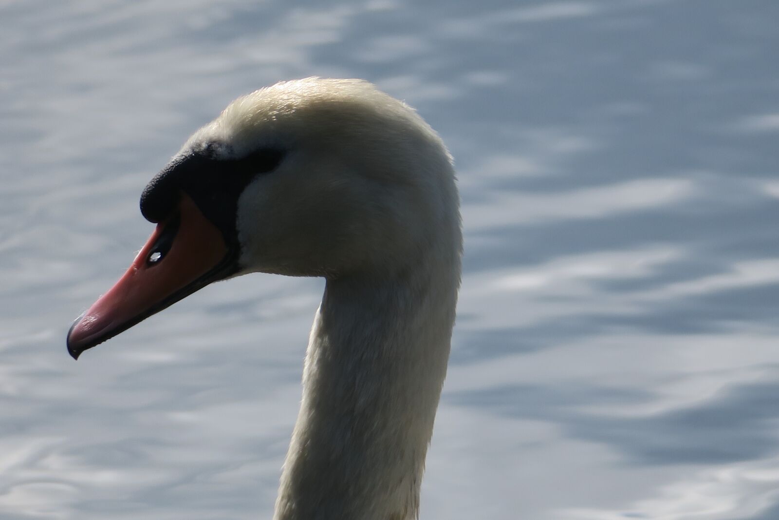 Canon PowerShot G3 X sample photo. Swan, lake, rest photography