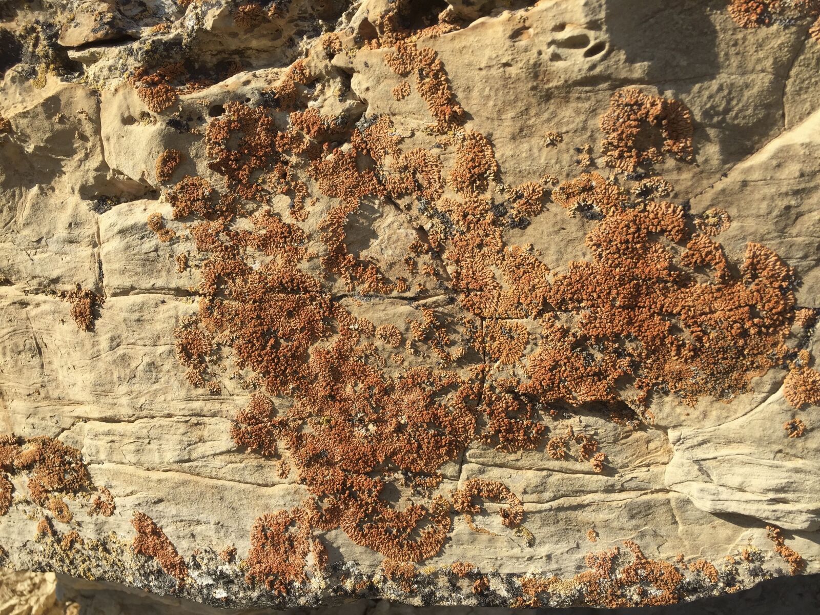 iPhone 6 back camera 4.15mm f/2.2 sample photo. Rock, moss, stone photography