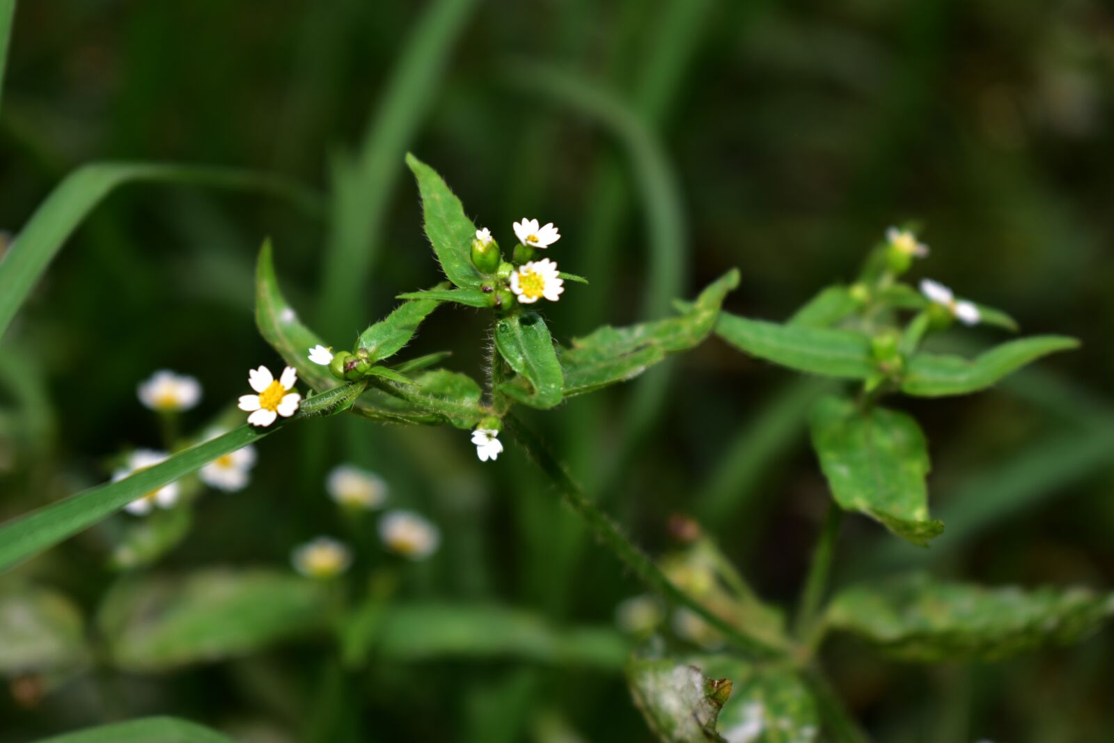 Nikon D5600 sample photo. Margaritas, flower, plant photography
